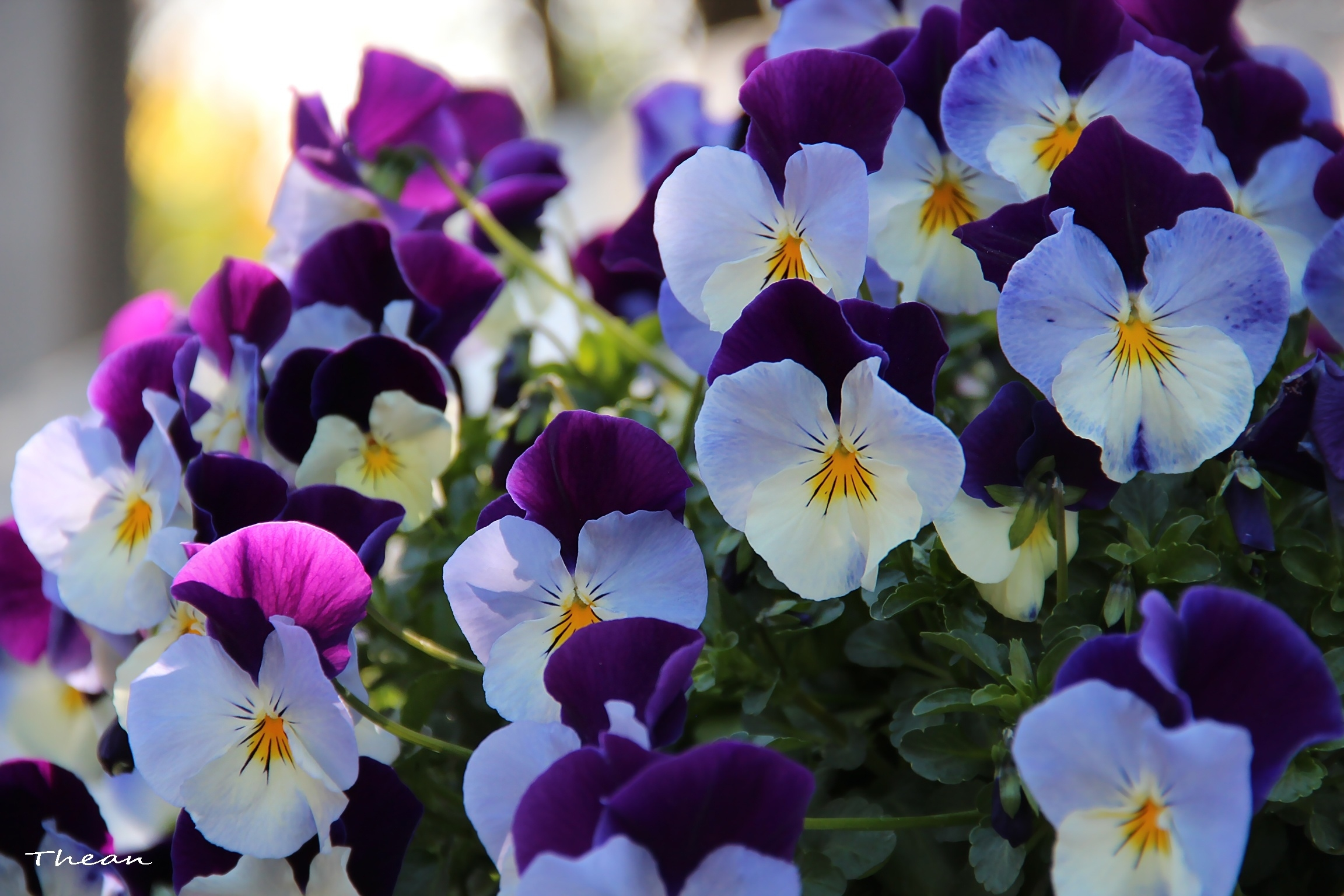 無料モバイル壁紙フラワーズ, パンジー, 花, 閉じる, 地球, 白い花, 紫色の花をダウンロードします。