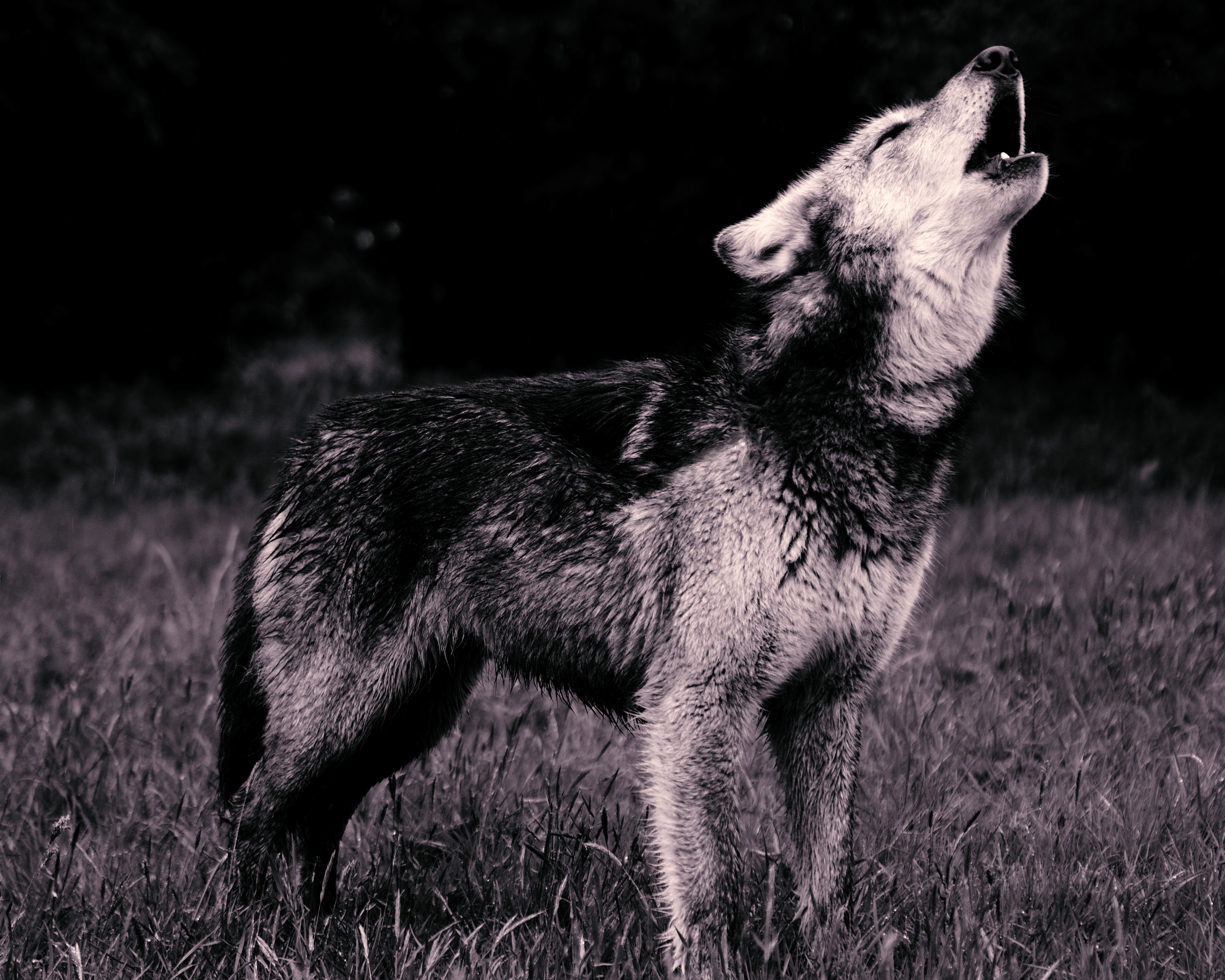 56359 descargar imagen lobo, animales, depredador, bw, chb, aullido: fondos de pantalla y protectores de pantalla gratis