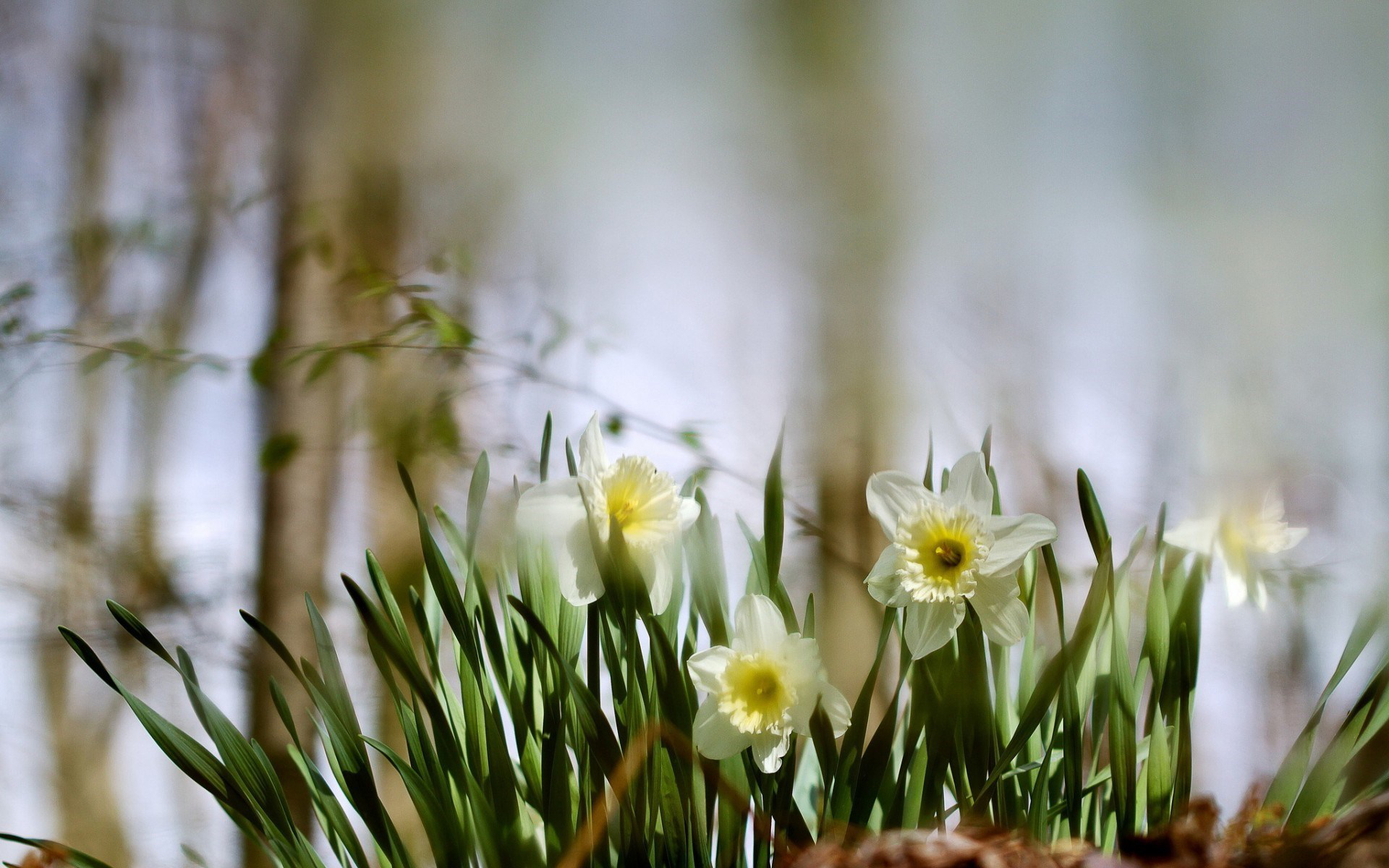 Скачати мобільні шпалери Нарцис, Біла Квітка, Весна, Флауерзи, Природа, Квітка, Земля безкоштовно.