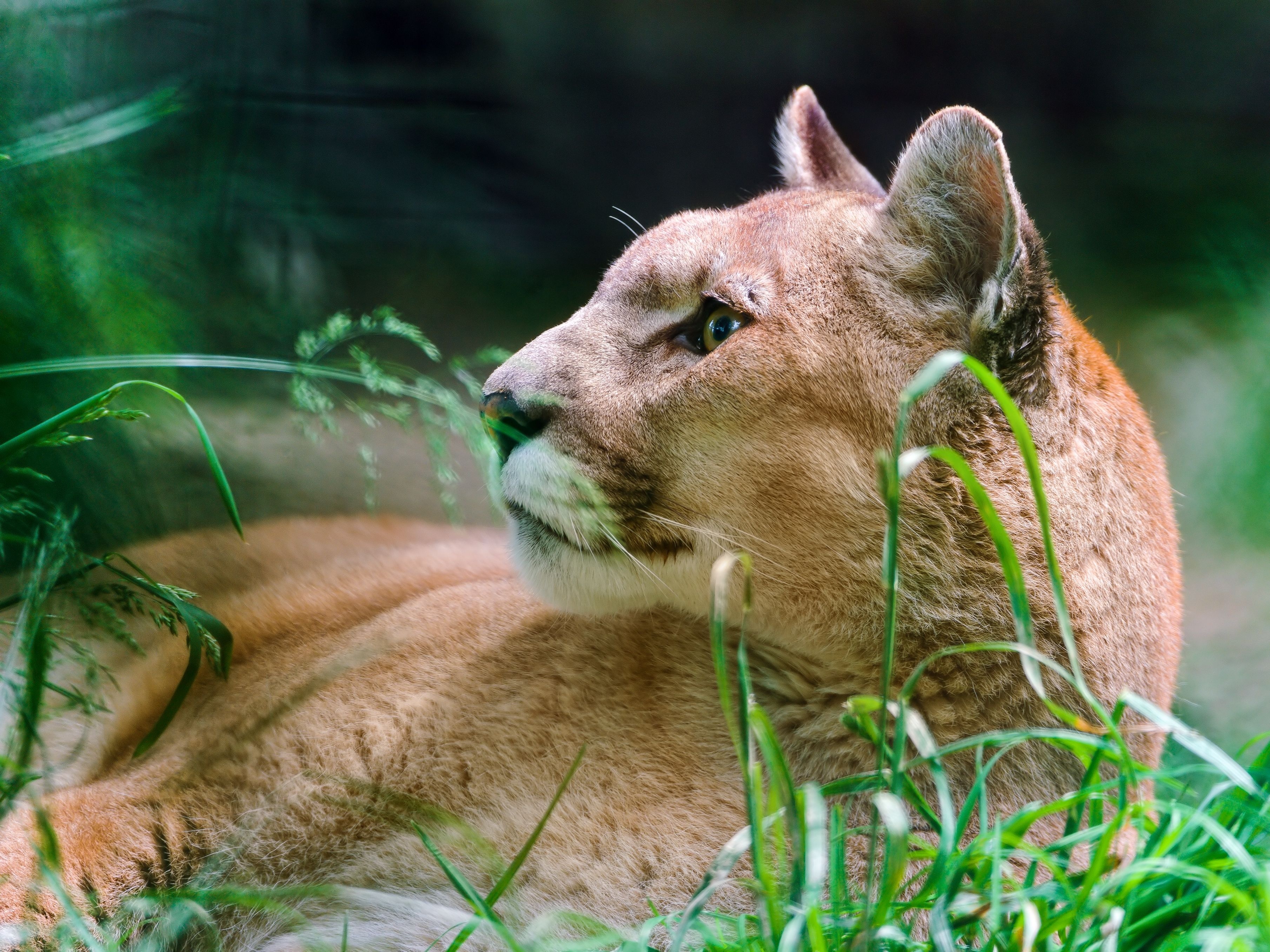 Téléchargez des papiers peints mobile Puma, Chats, Animaux gratuitement.