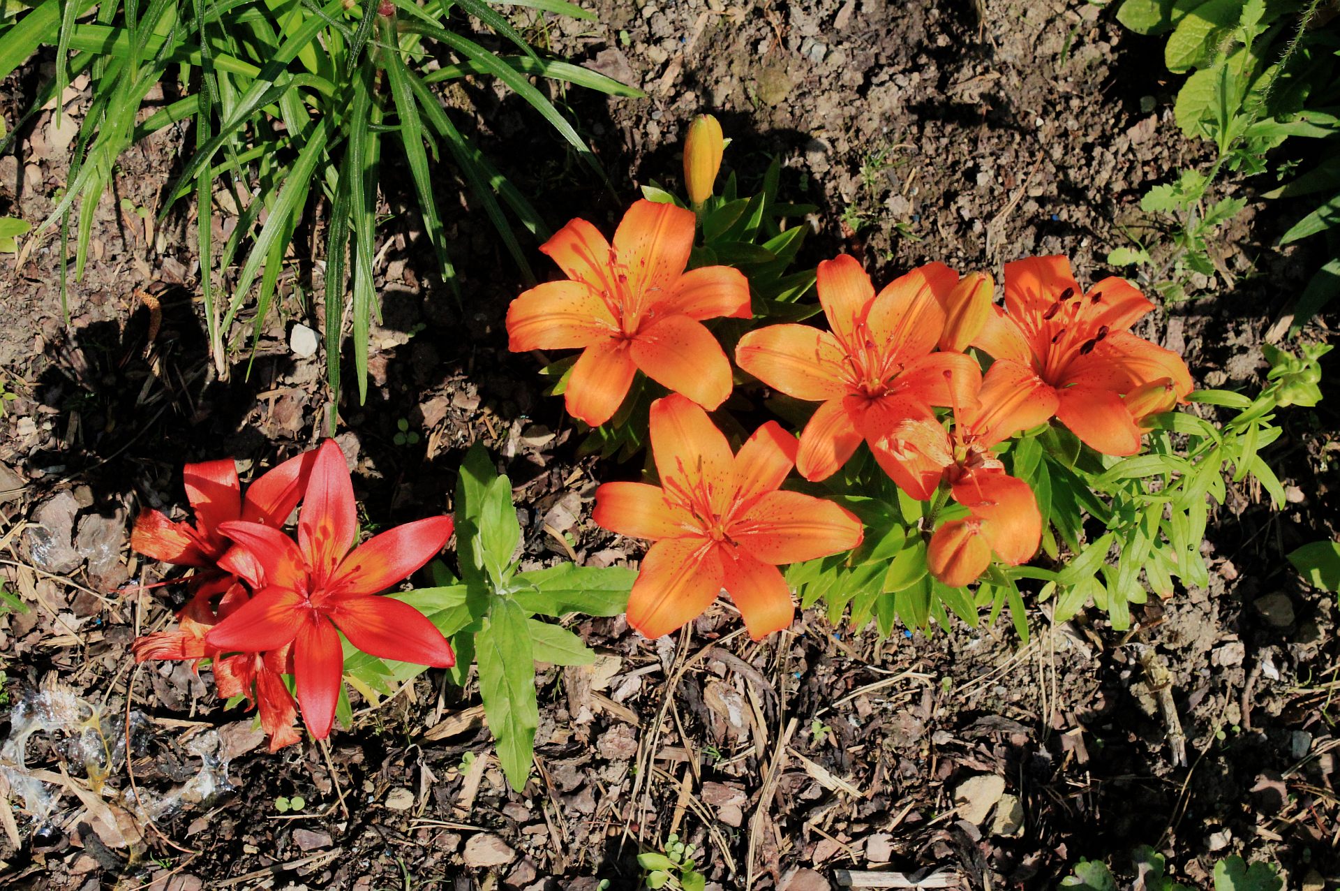 Téléchargez gratuitement l'image Fleur, Terre/nature sur le bureau de votre PC