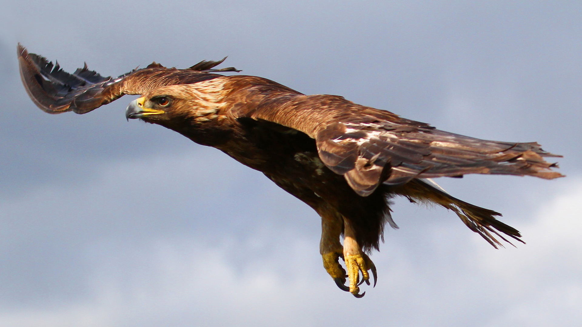 Laden Sie das Tiere, Adler-Bild kostenlos auf Ihren PC-Desktop herunter