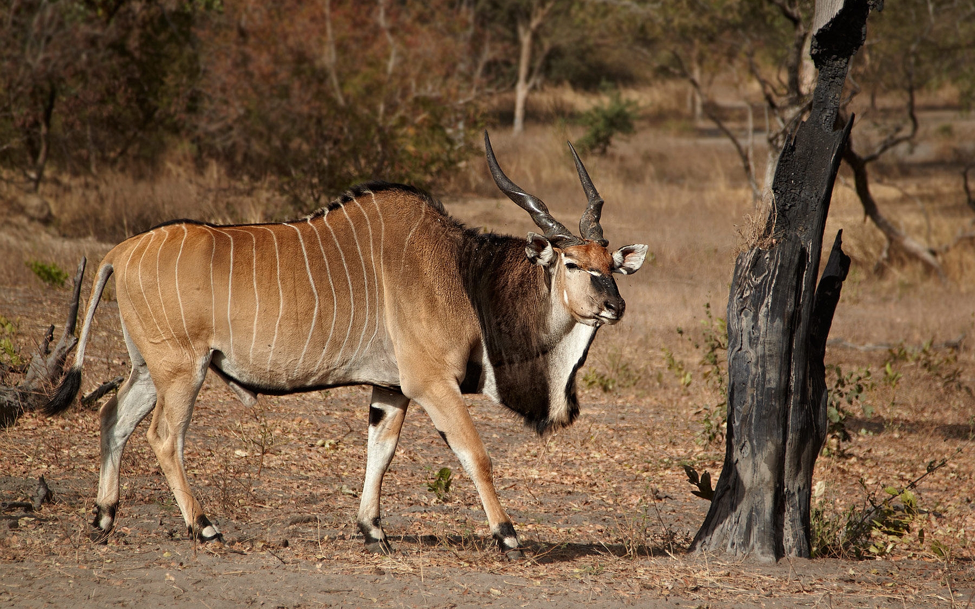 595676 Bild herunterladen tiere, antilope, eland, riesen eland - Hintergrundbilder und Bildschirmschoner kostenlos
