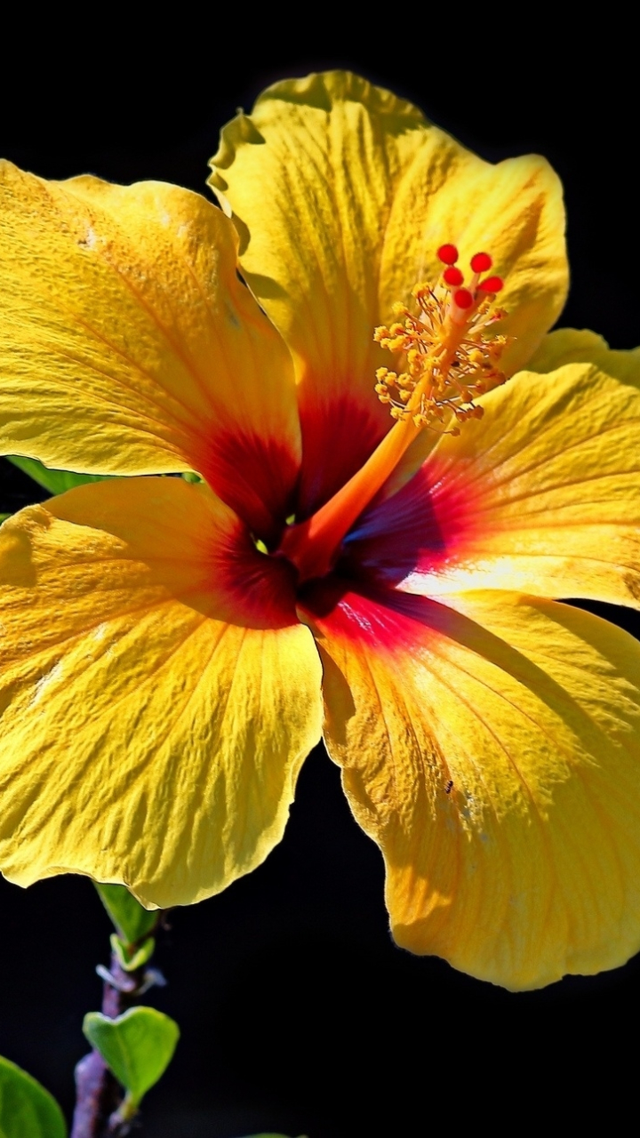 Download mobile wallpaper Flowers, Flower, Close Up, Earth, Hibiscus, Yellow Flower for free.