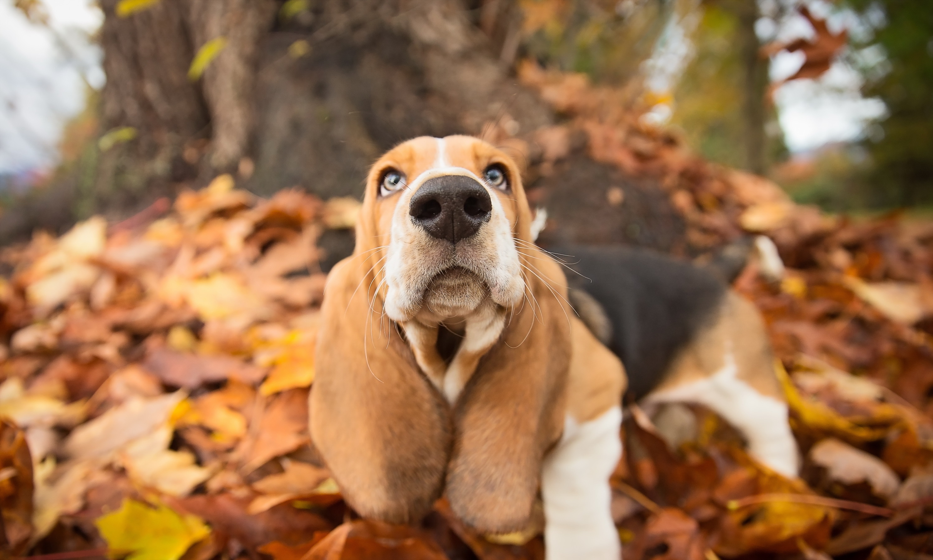 Baixar papel de parede para celular de Animais, Cães, Outono, Cão, Focinho, Beagle gratuito.