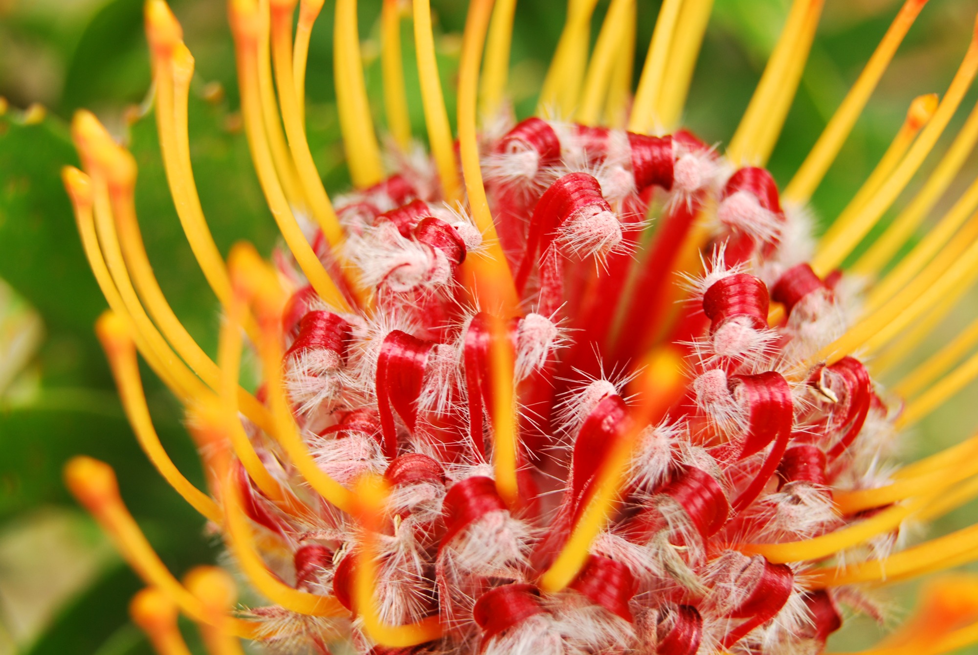 Descarga gratuita de fondo de pantalla para móvil de Flores, Flor, Tierra/naturaleza, Macrofotografía.