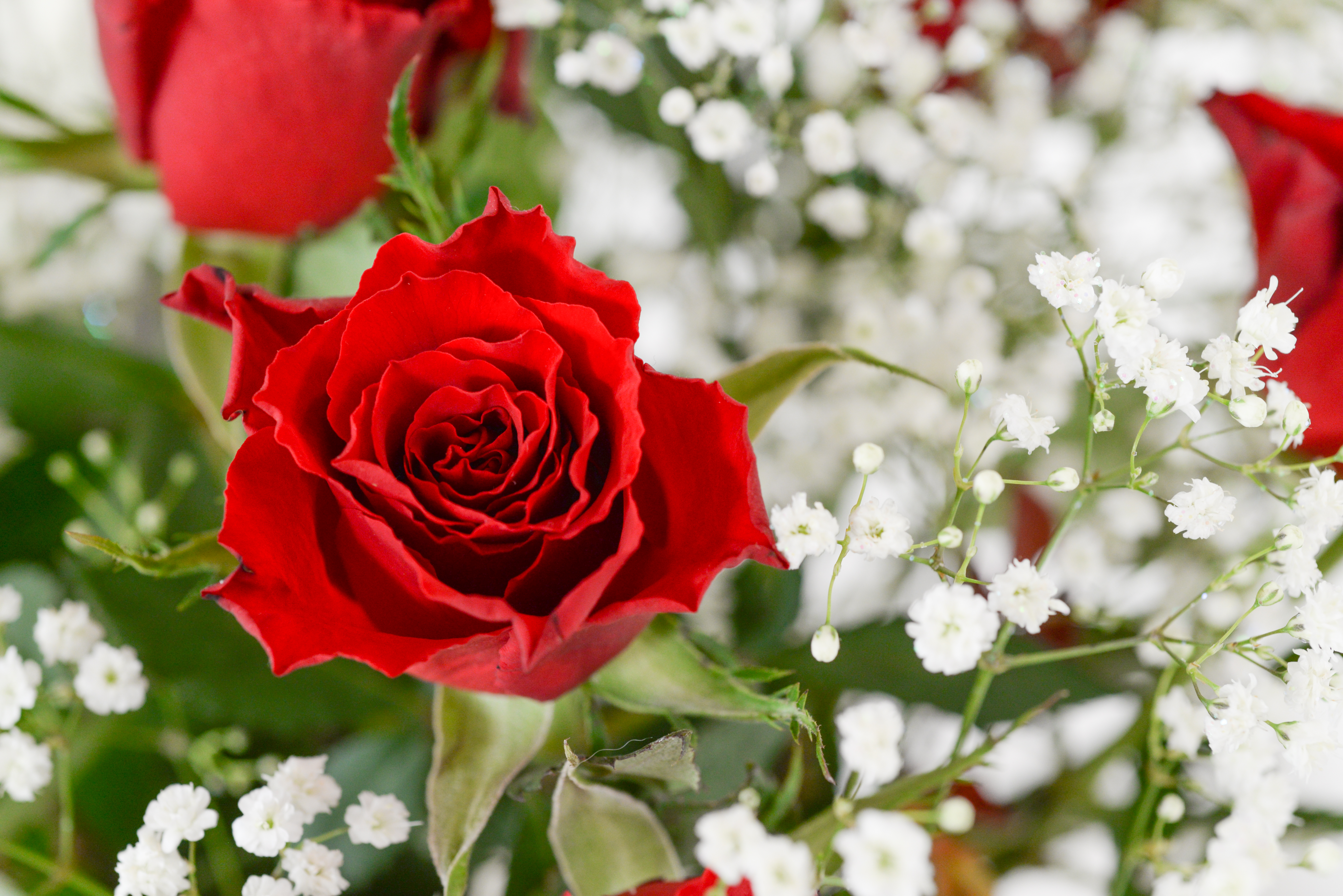 Скачать обои бесплатно Лепестки, Роза, Цветок, Цветы, Цветение картинка на рабочий стол ПК