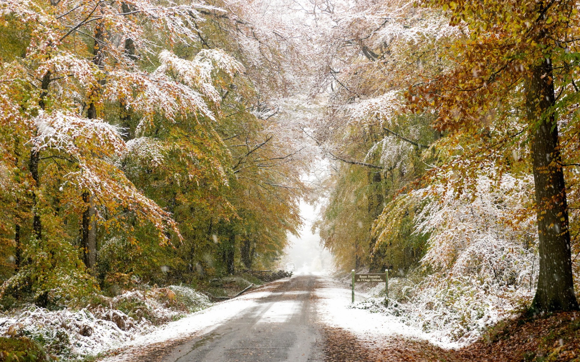 Download mobile wallpaper Winter, Nature, Snow, Road, Forest, Tree, Earth for free.