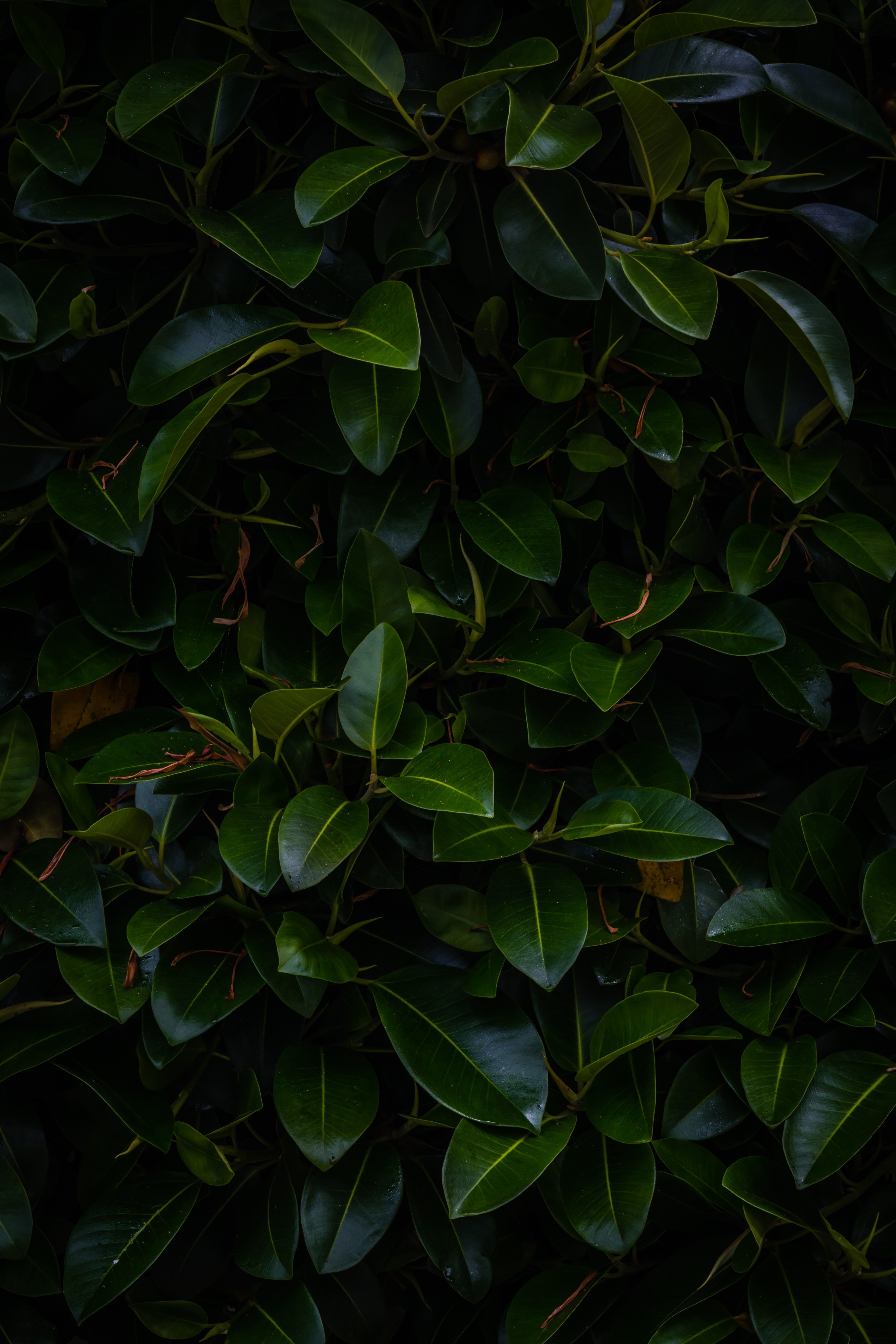 Full HD Wallpaper dark, green, nature, leaves, plant, branches