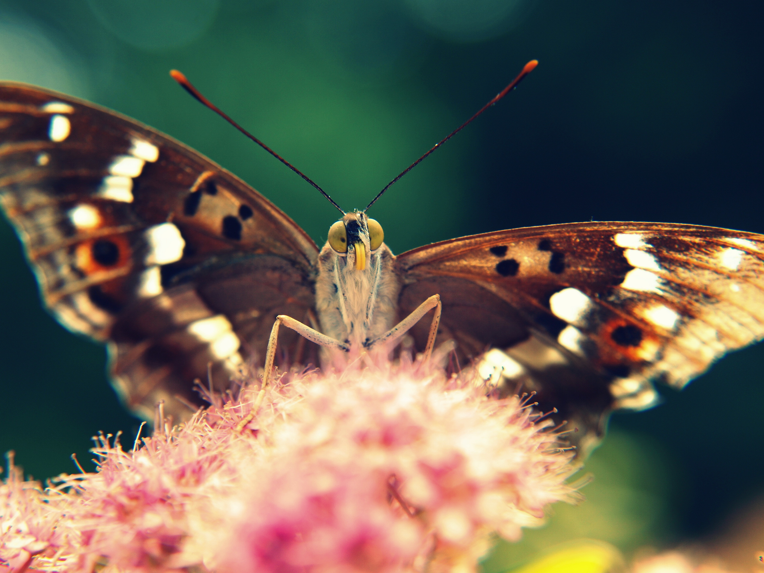 Free download wallpaper Insect, Butterfly, Animal, Wings, Fly on your PC desktop