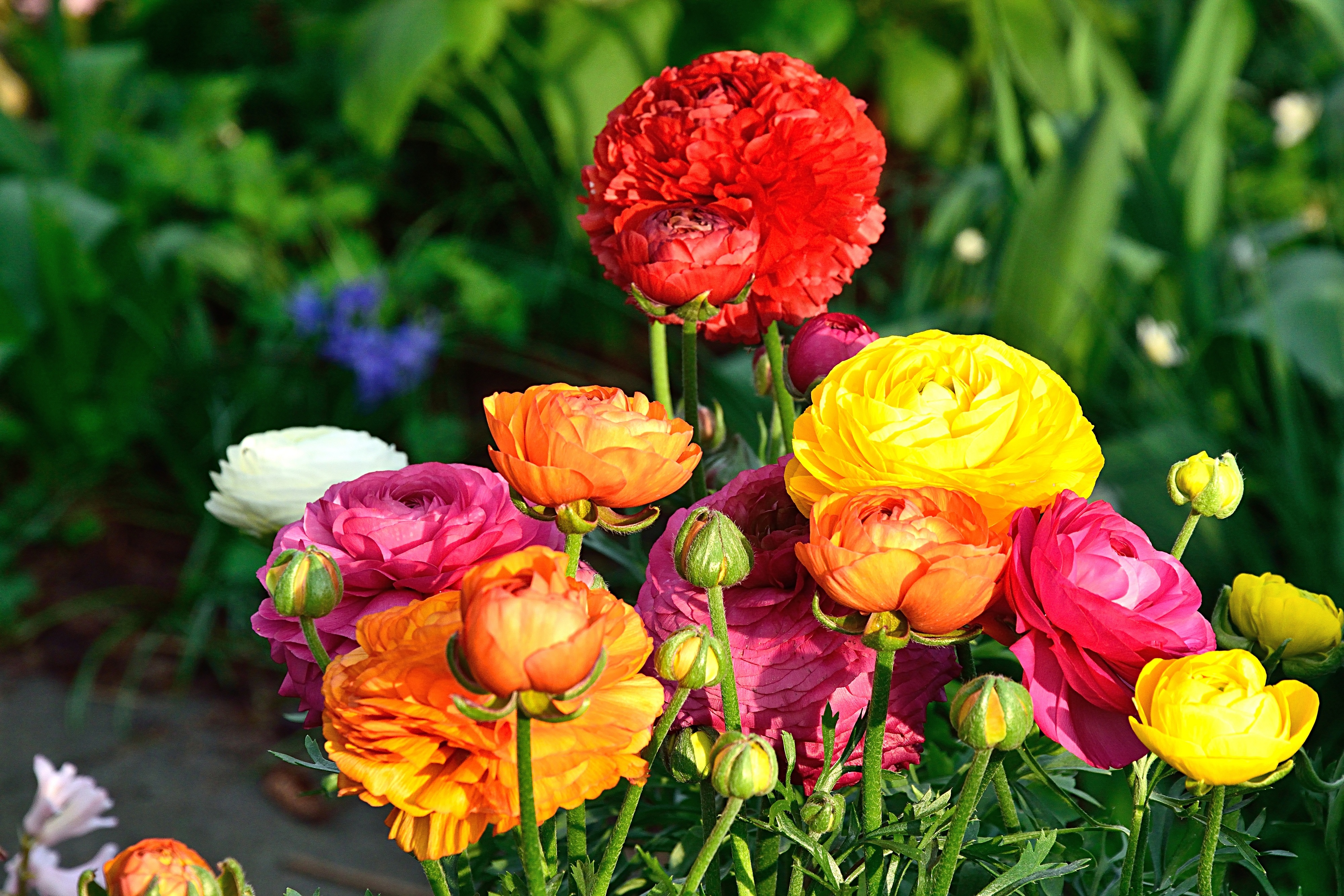 Laden Sie das Strauß, Motley, Bouquet, Mehrfarbig, Blumen-Bild kostenlos auf Ihren PC-Desktop herunter