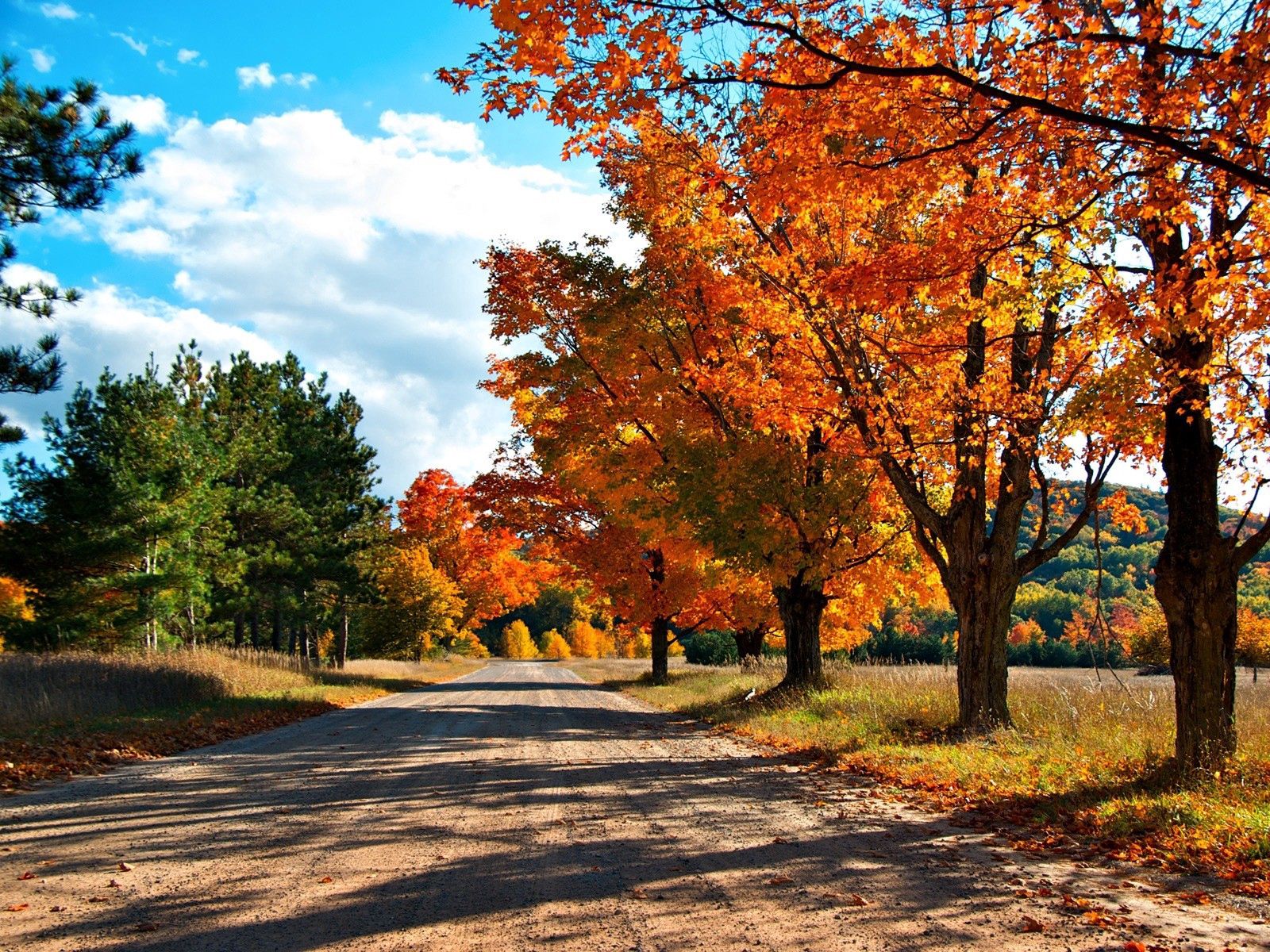 135326 завантажити картинку осінь, природа, дерева, листя, жовтий, дорога, тіні - шпалери і заставки безкоштовно
