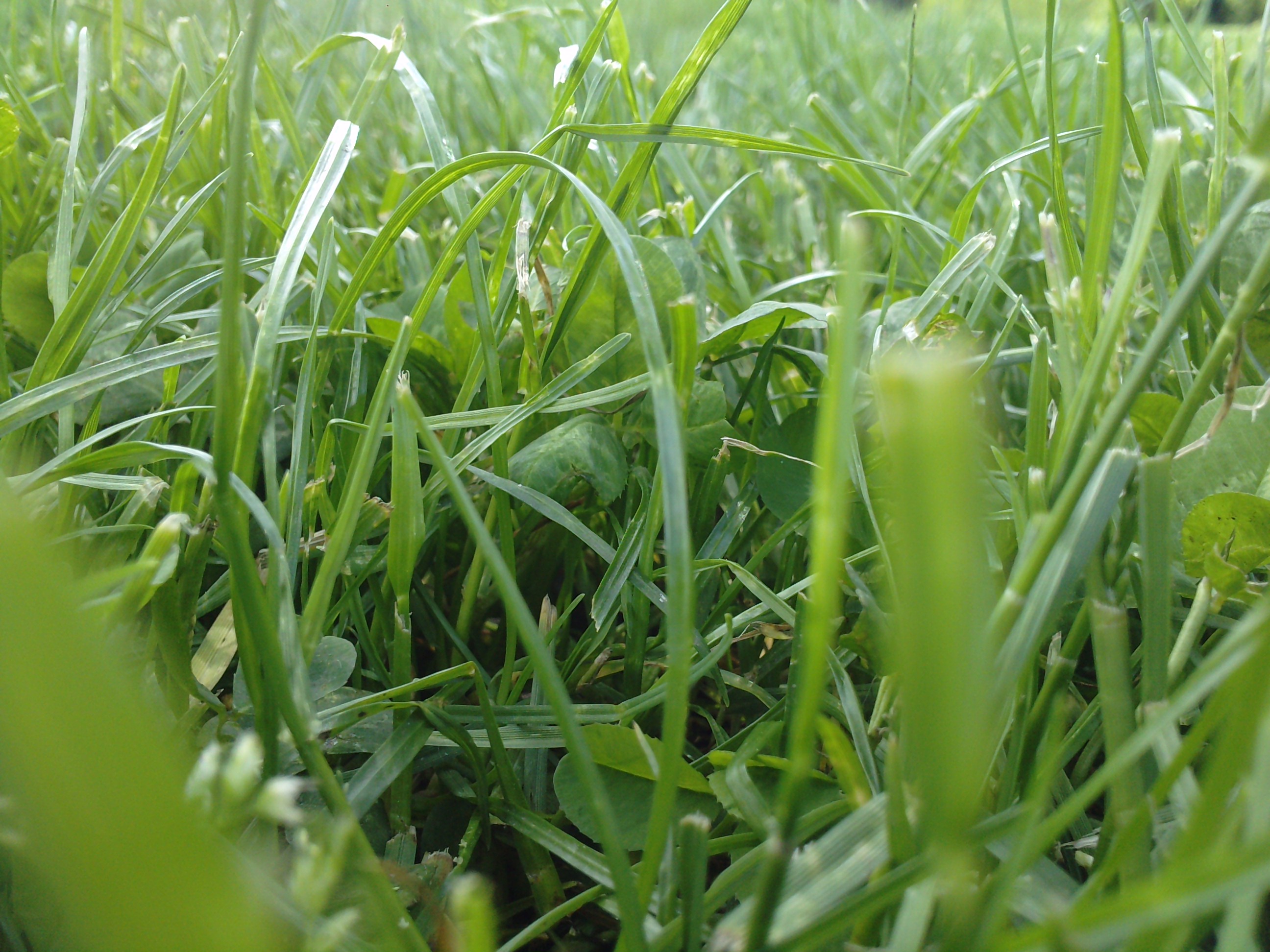 Free download wallpaper Grass, Earth on your PC desktop