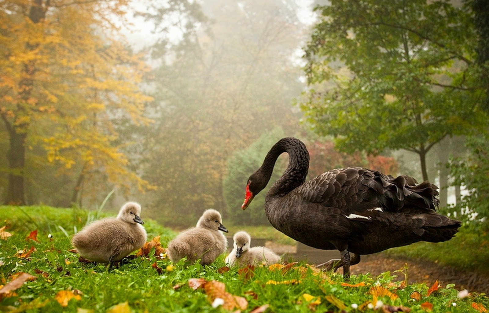 Cool Wallpapers birds, animals, swans, yellow