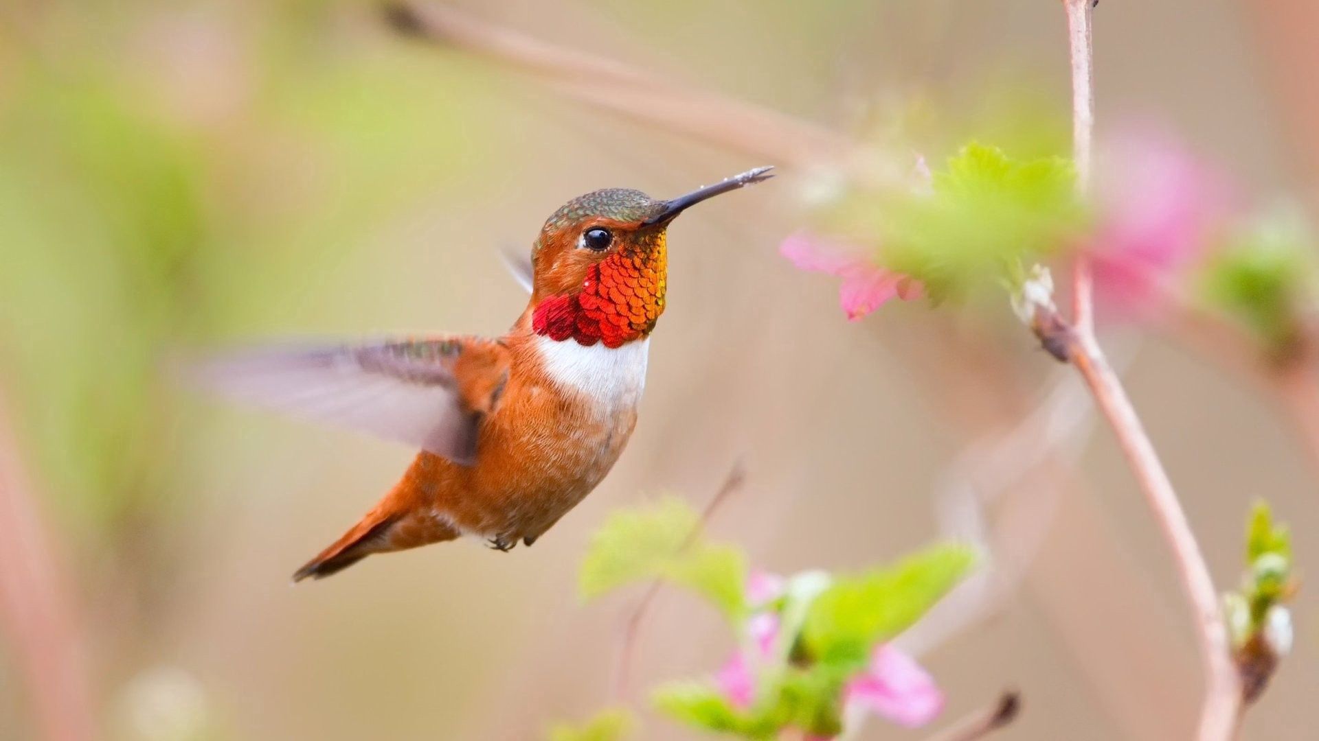 50784 descargar imagen animales, colibríes, pájaro, borrosidad, suave, rama, vuelo: fondos de pantalla y protectores de pantalla gratis