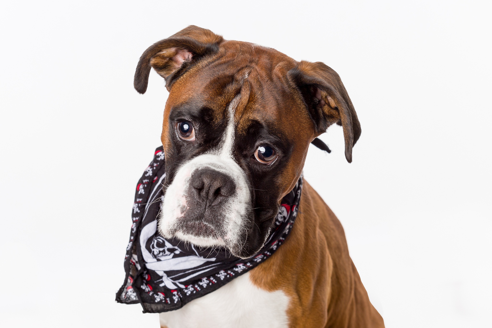 Laden Sie das Tiere, Hunde, Hund, Boxer-Bild kostenlos auf Ihren PC-Desktop herunter
