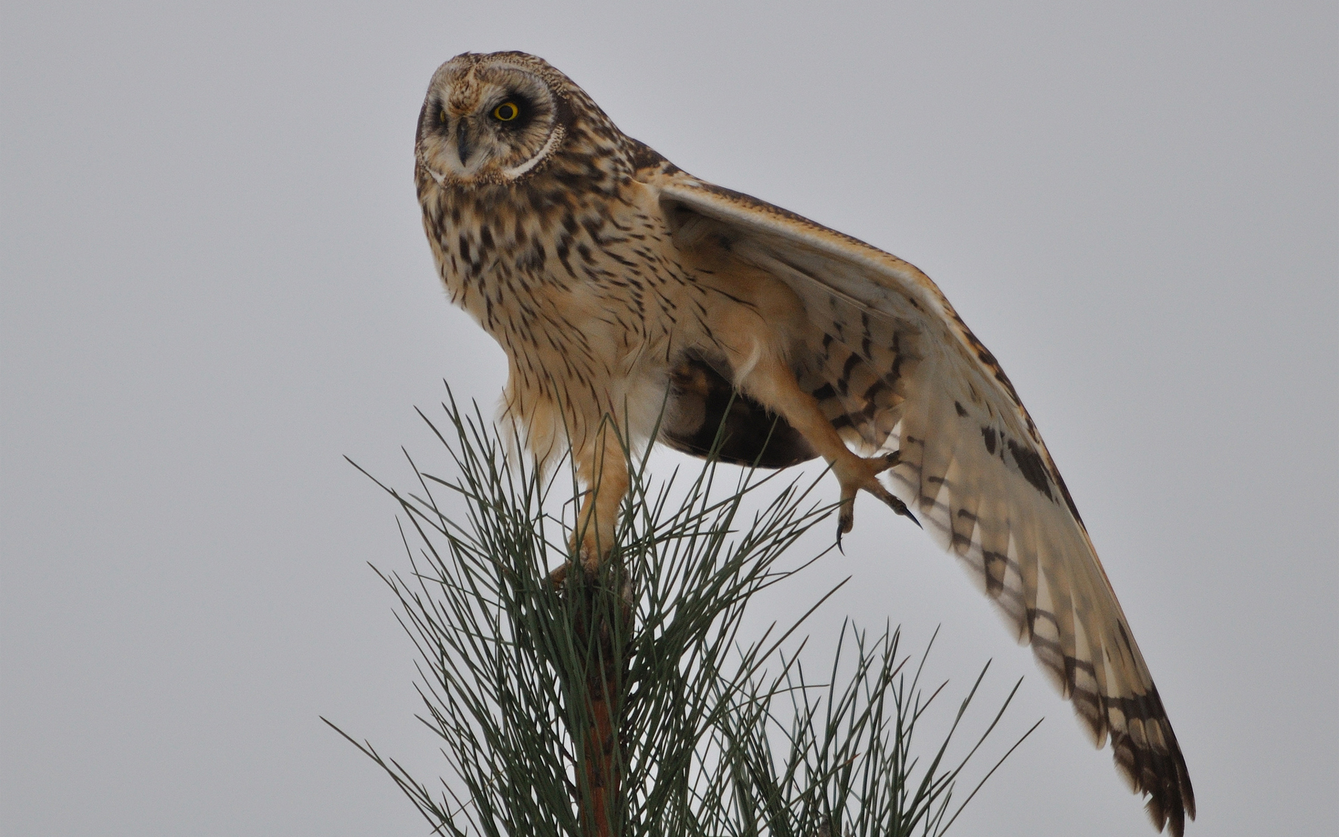 Free download wallpaper Owl, Birds, Animal on your PC desktop