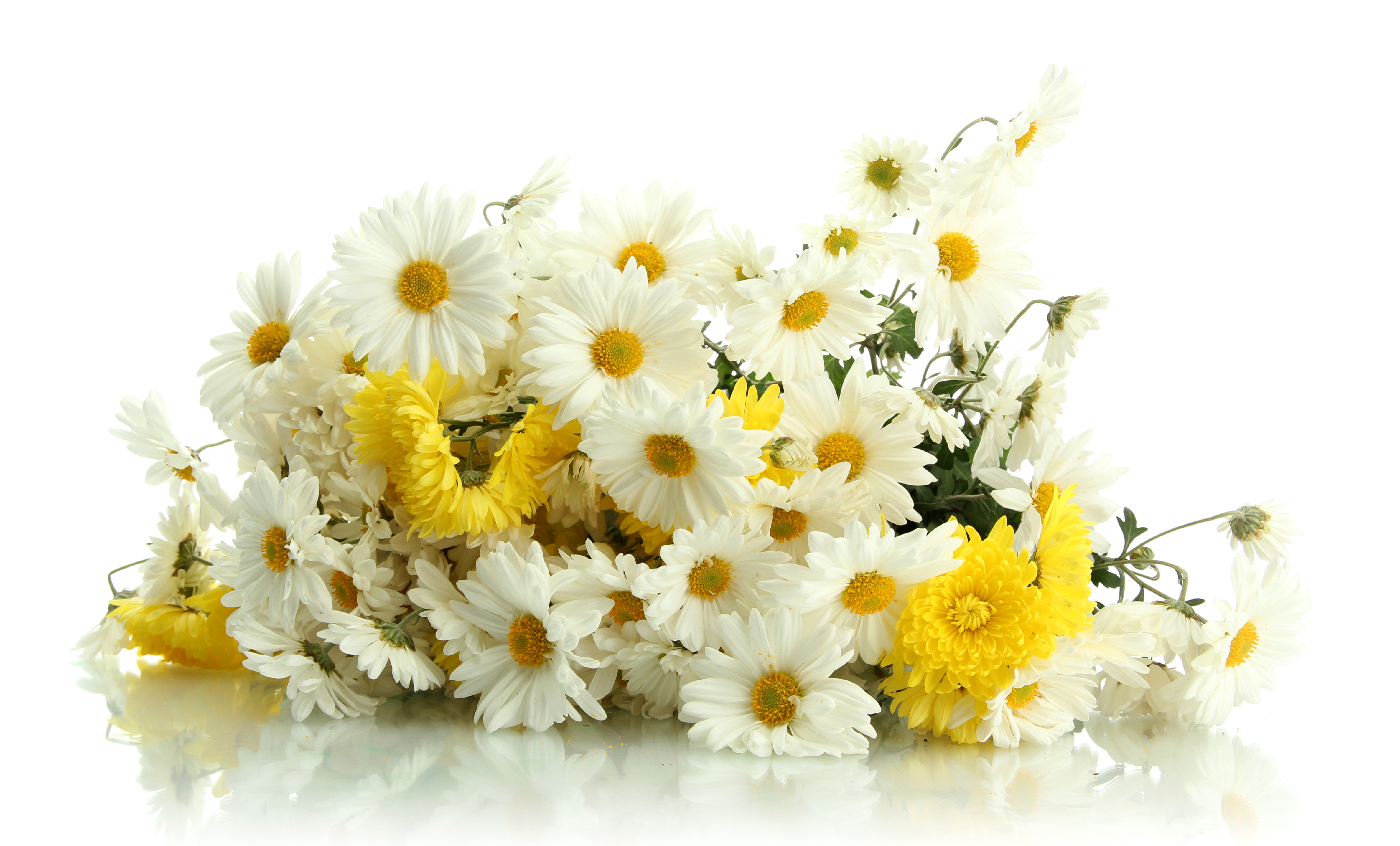 PCデスクトップにフラワーズ, 花, 地球, デイジー, 黄色い花, 白い花画像を無料でダウンロード