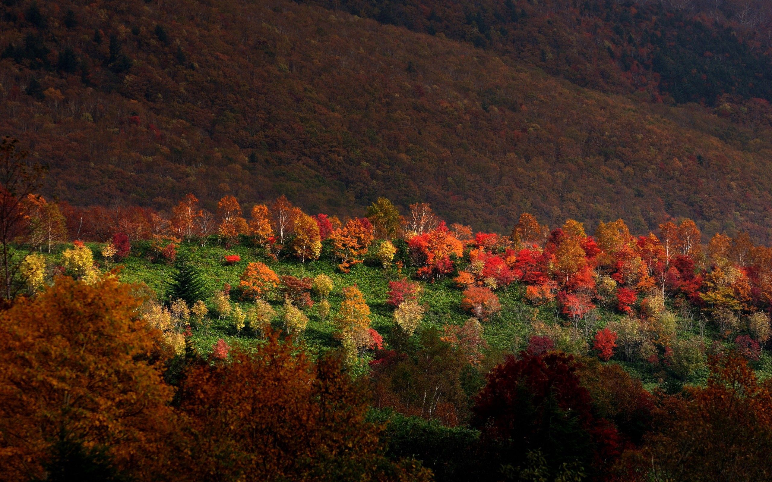 Скачать обои бесплатно Деревья, Природа, Трава, Горы, Осень картинка на рабочий стол ПК
