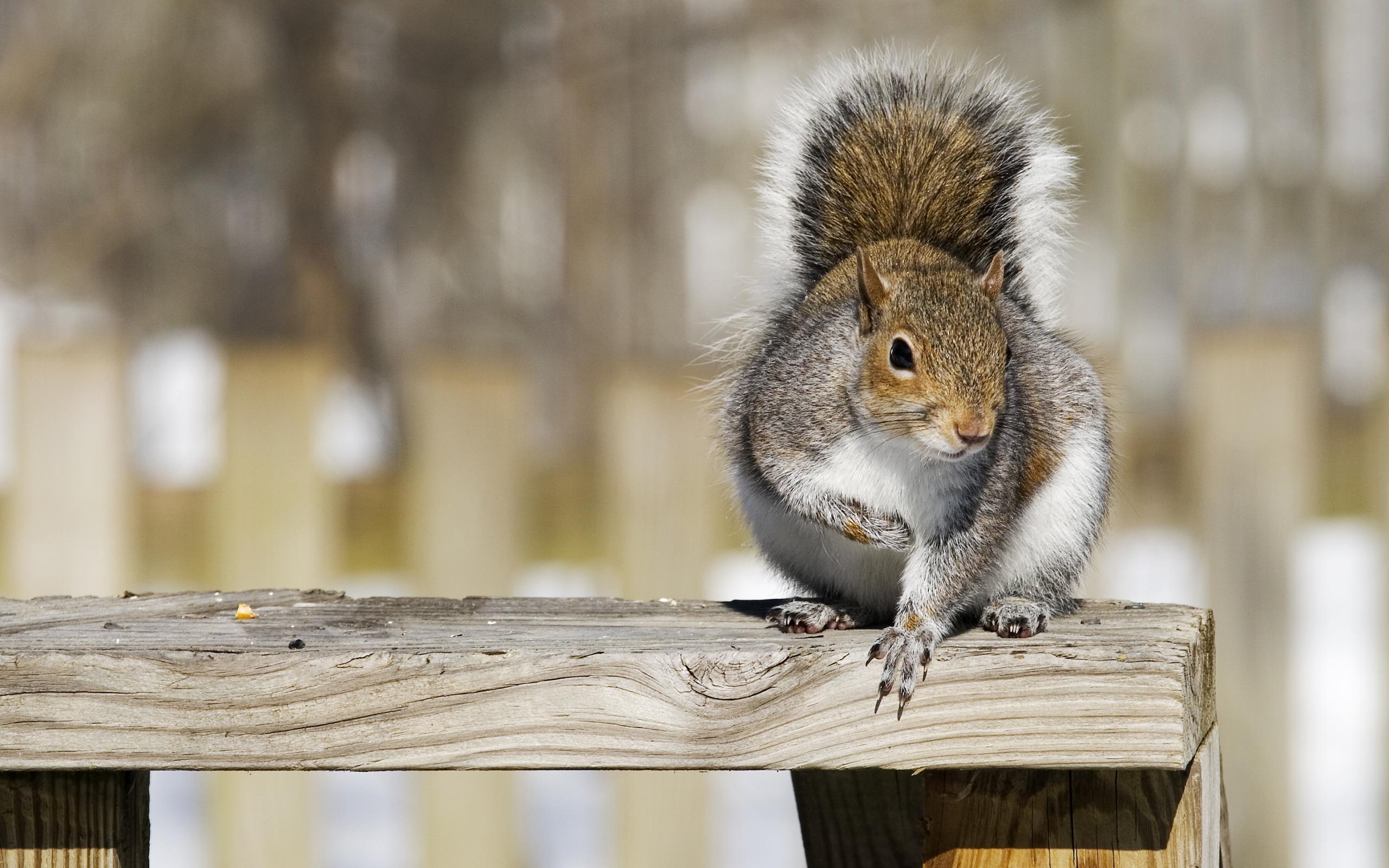 Download mobile wallpaper Squirrel, Animal for free.