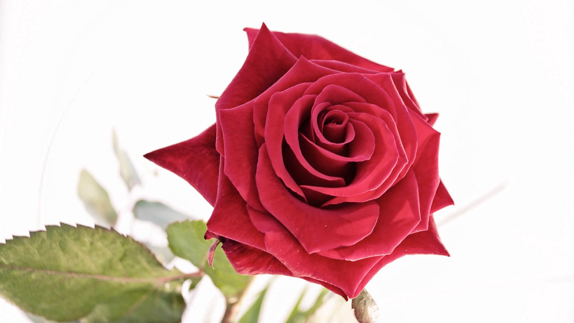 無料モバイル壁紙花びら, つぼみ, 蕾, 赤い, 綺麗な, 美しい, バラの花, 薔薇, フラワーズをダウンロードします。