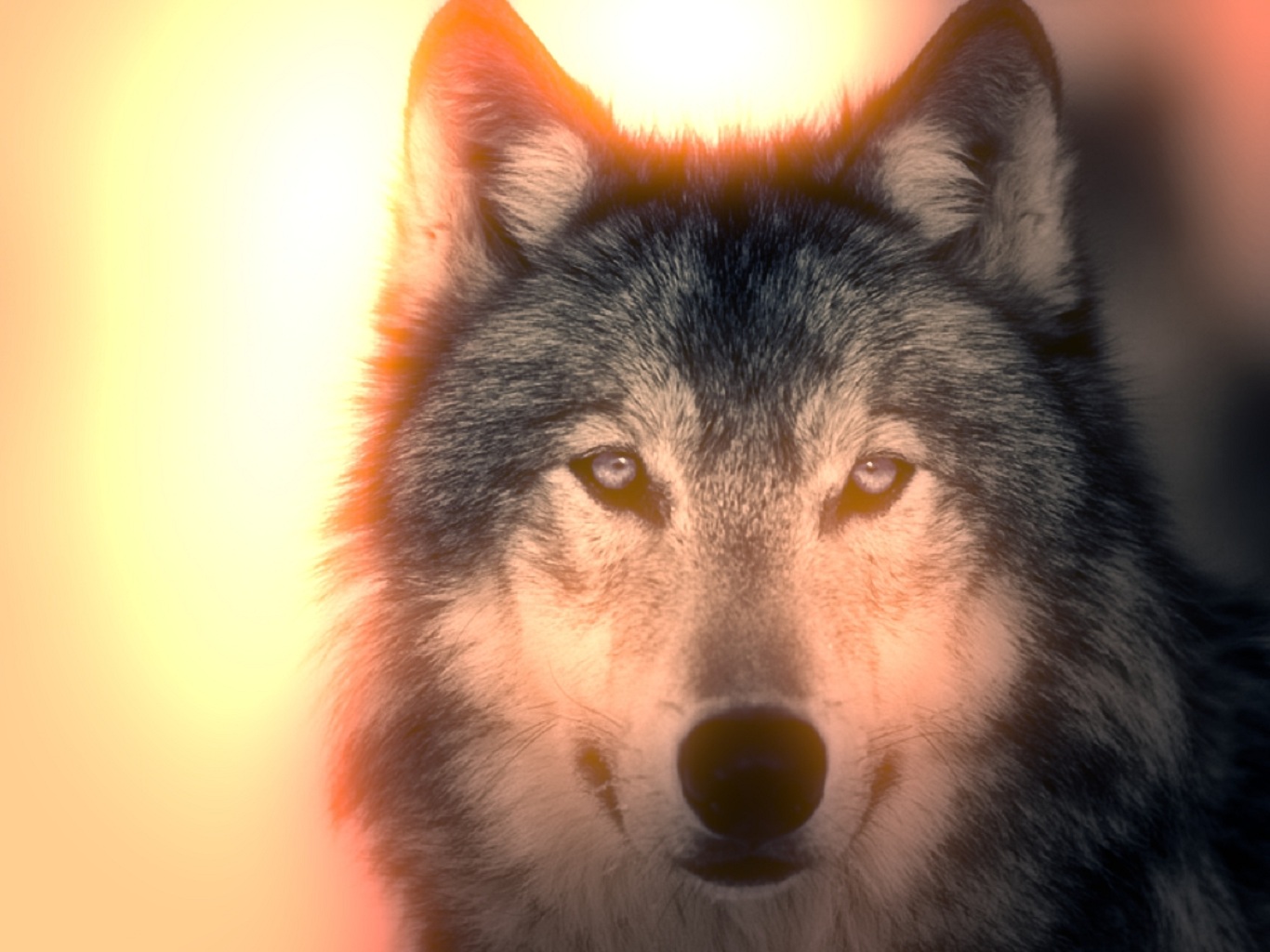 Download mobile wallpaper Wolves, Wolf, Sun, Light, Animal for free.