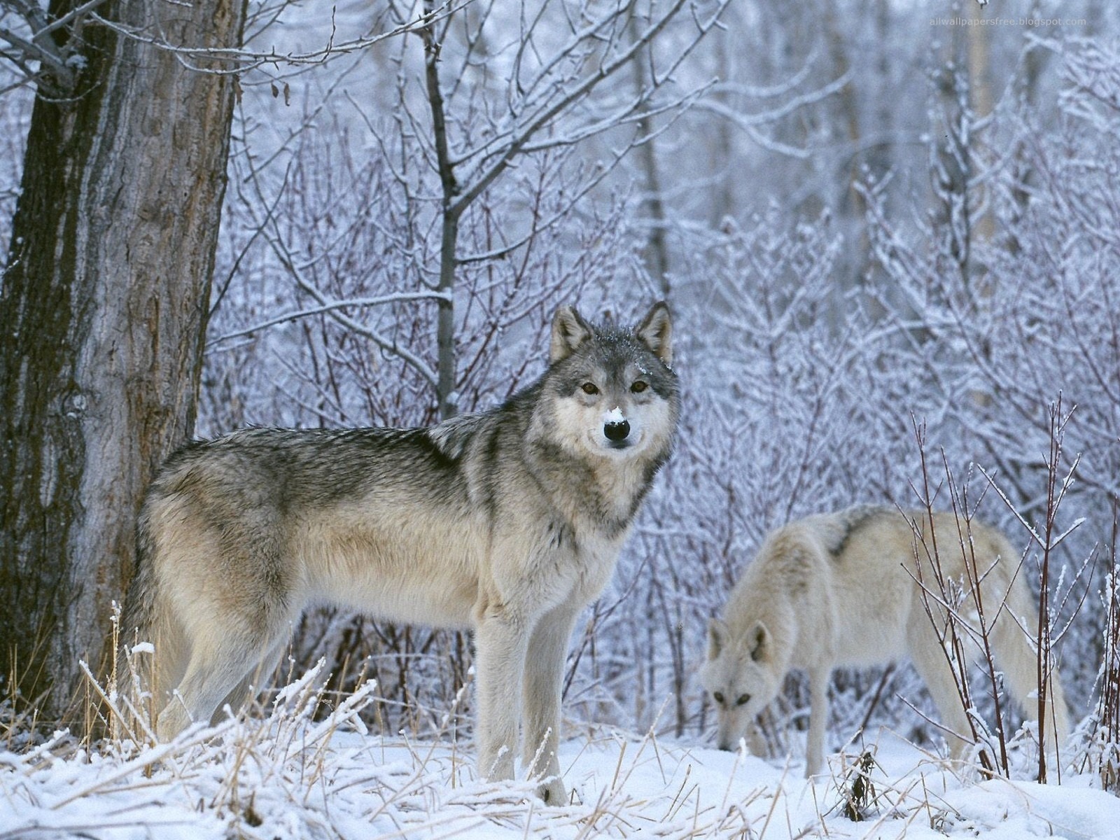 Download mobile wallpaper Wolf, Animal for free.