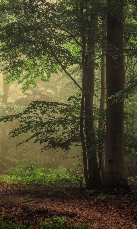 Baixar papel de parede para celular de Natureza, Caminho, Floresta, Árvore, Terra/natureza gratuito.