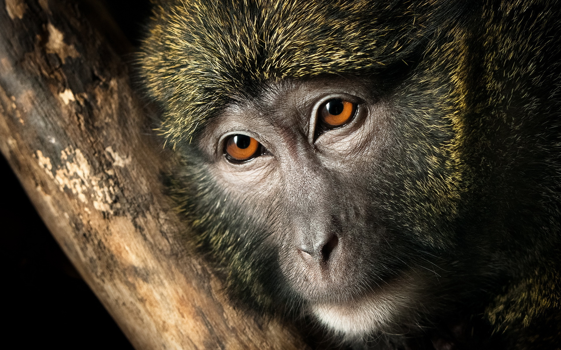 296396 descargar fondo de pantalla animales, mono, monos: protectores de pantalla e imágenes gratis