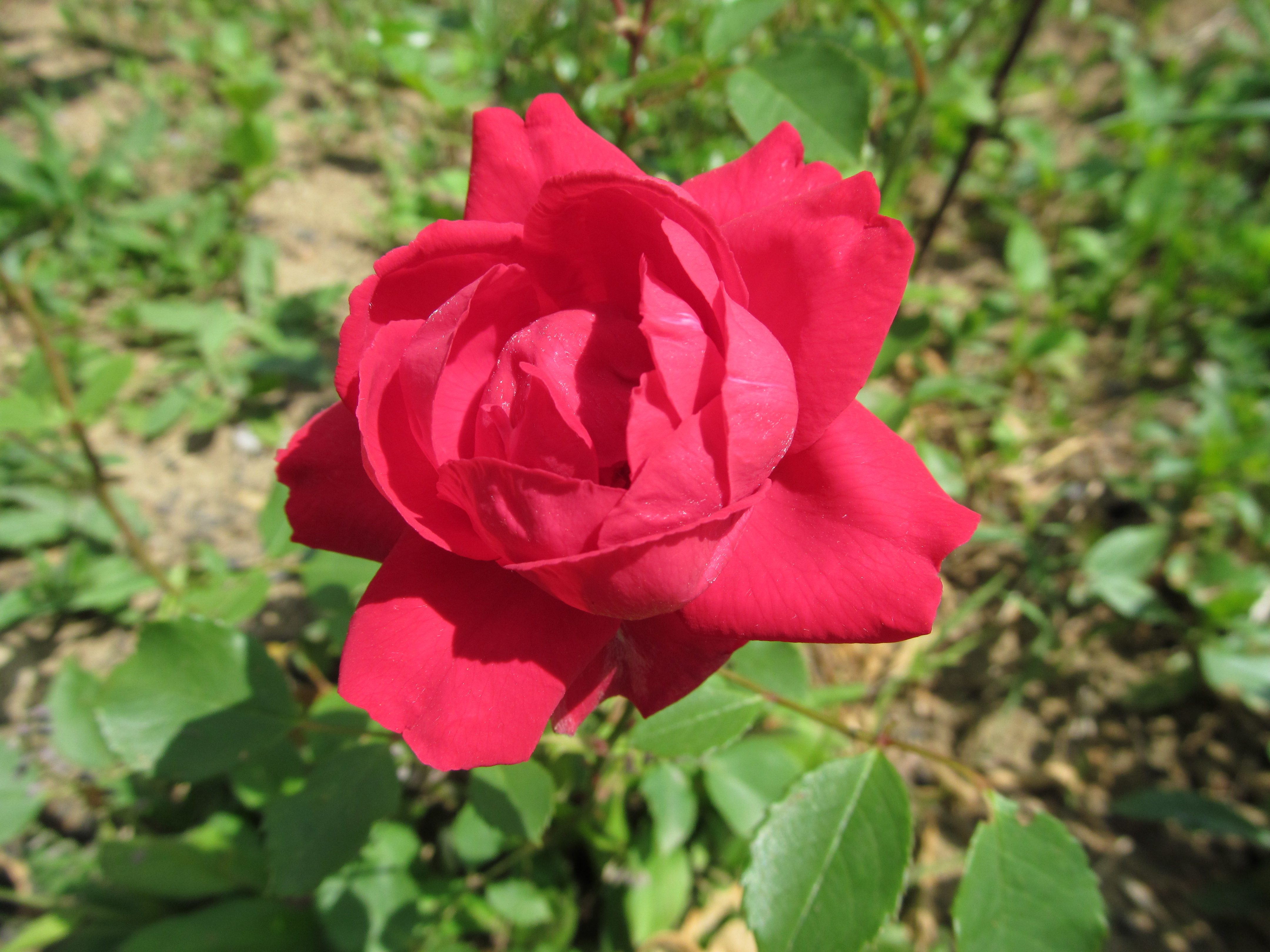 Téléchargez gratuitement l'image Fleurs, Rose, Terre/nature sur le bureau de votre PC