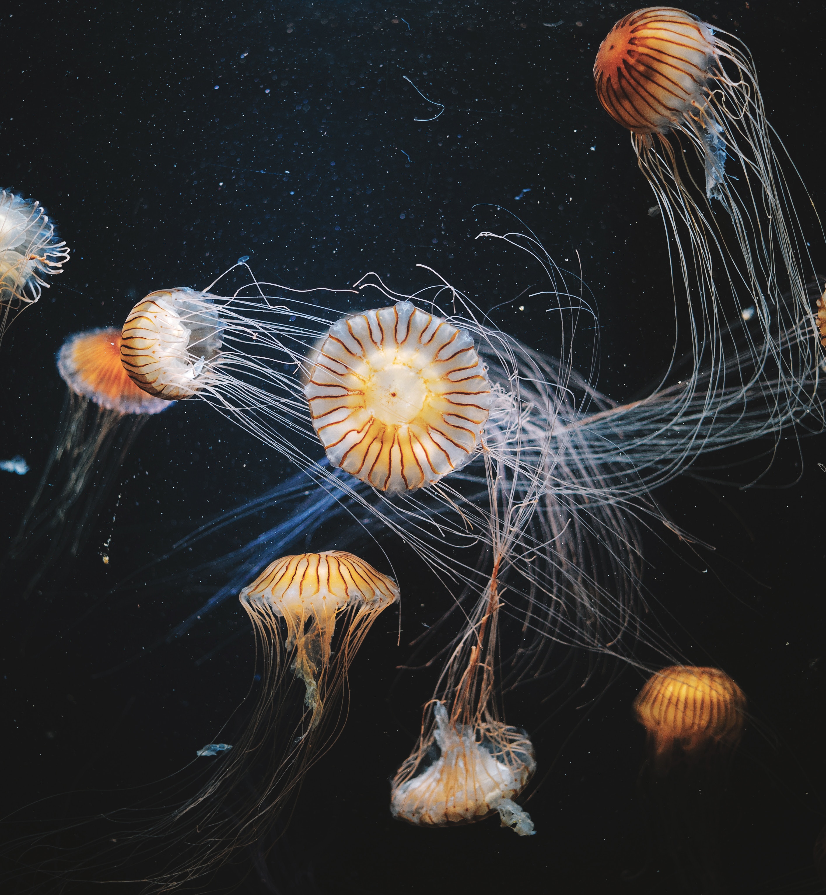 130181 Bild herunterladen unterwasserwelt, tiere, jellyfish, schwimmen, gestreift, tentakel, die tentakel - Hintergrundbilder und Bildschirmschoner kostenlos