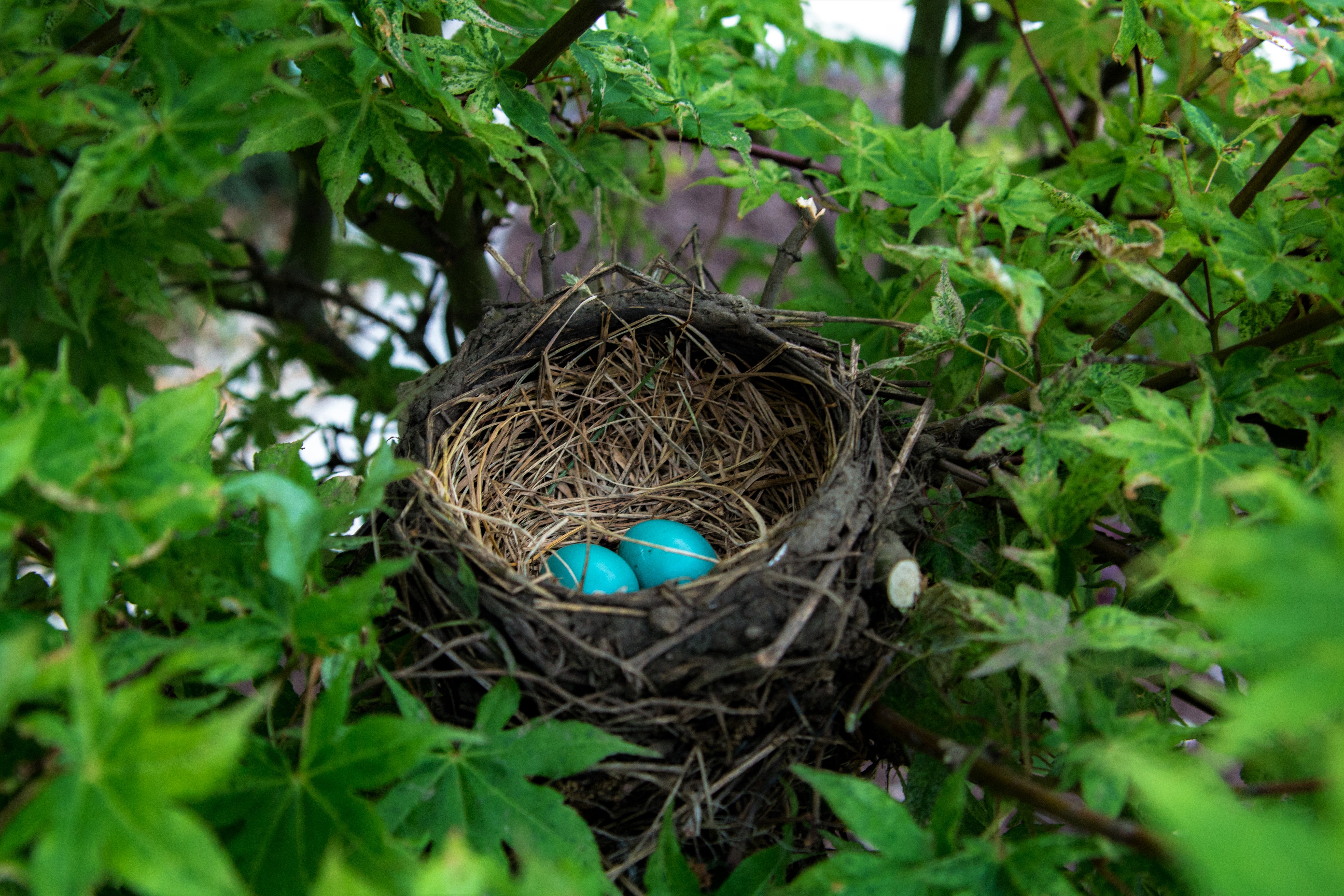 animal, nest, egg