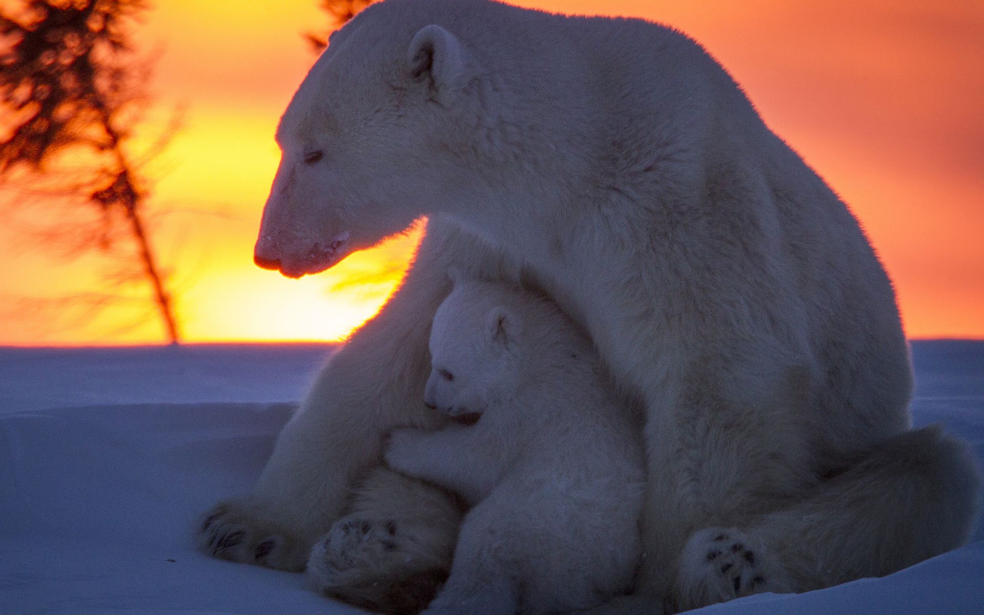 Free download wallpaper Sunset, Bears, Animal, Polar Bear, Baby Animal, Cub on your PC desktop