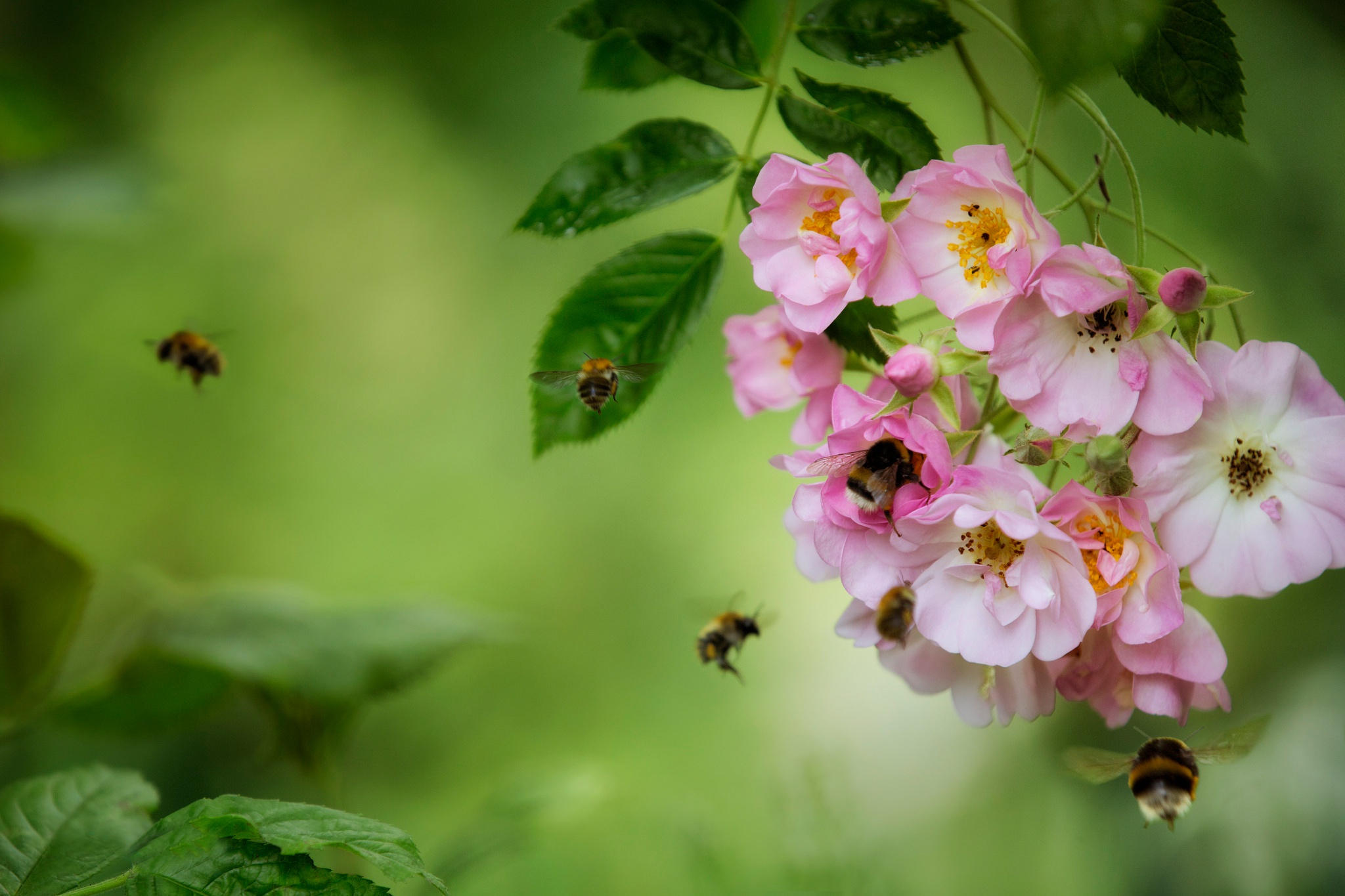 1000051 descargar imagen animales, abejorro, florecer, flor, insecto, macrofotografía, rosa: fondos de pantalla y protectores de pantalla gratis
