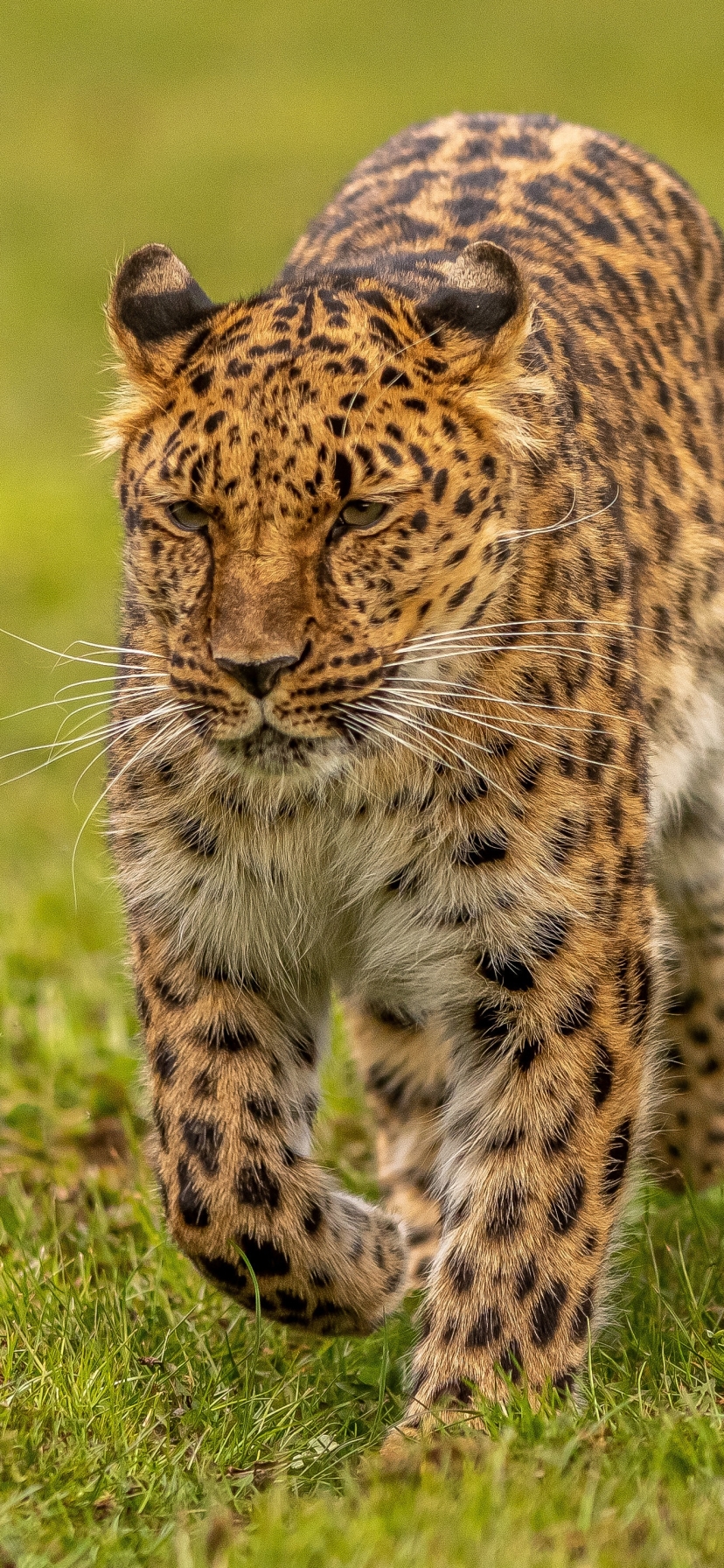 Handy-Wallpaper Tiere, Katzen, Leopard kostenlos herunterladen.