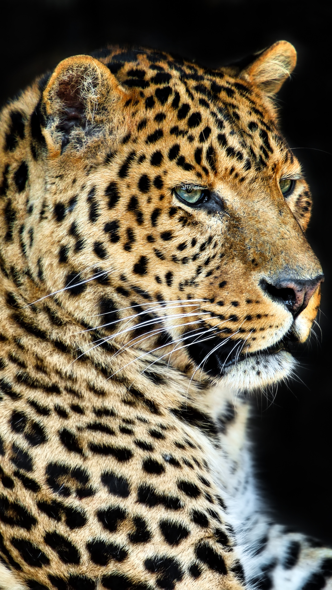 Download mobile wallpaper Cats, Leopard, Animal for free.