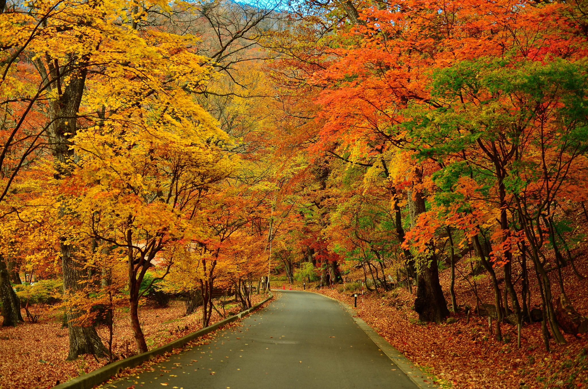 Handy-Wallpaper Herbst, Straße, Baum, Menschengemacht kostenlos herunterladen.