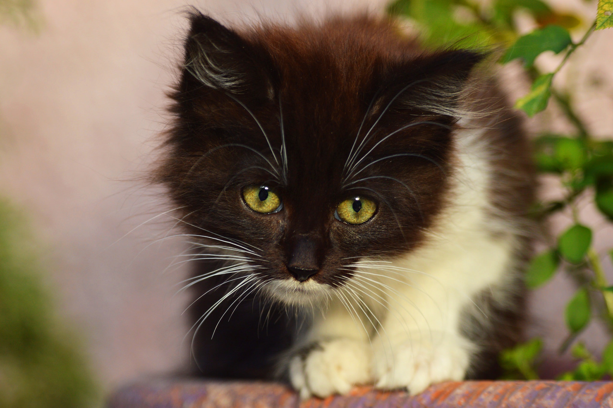 Laden Sie das Tiere, Katzen, Katze, Kätzchen, Tierbaby-Bild kostenlos auf Ihren PC-Desktop herunter