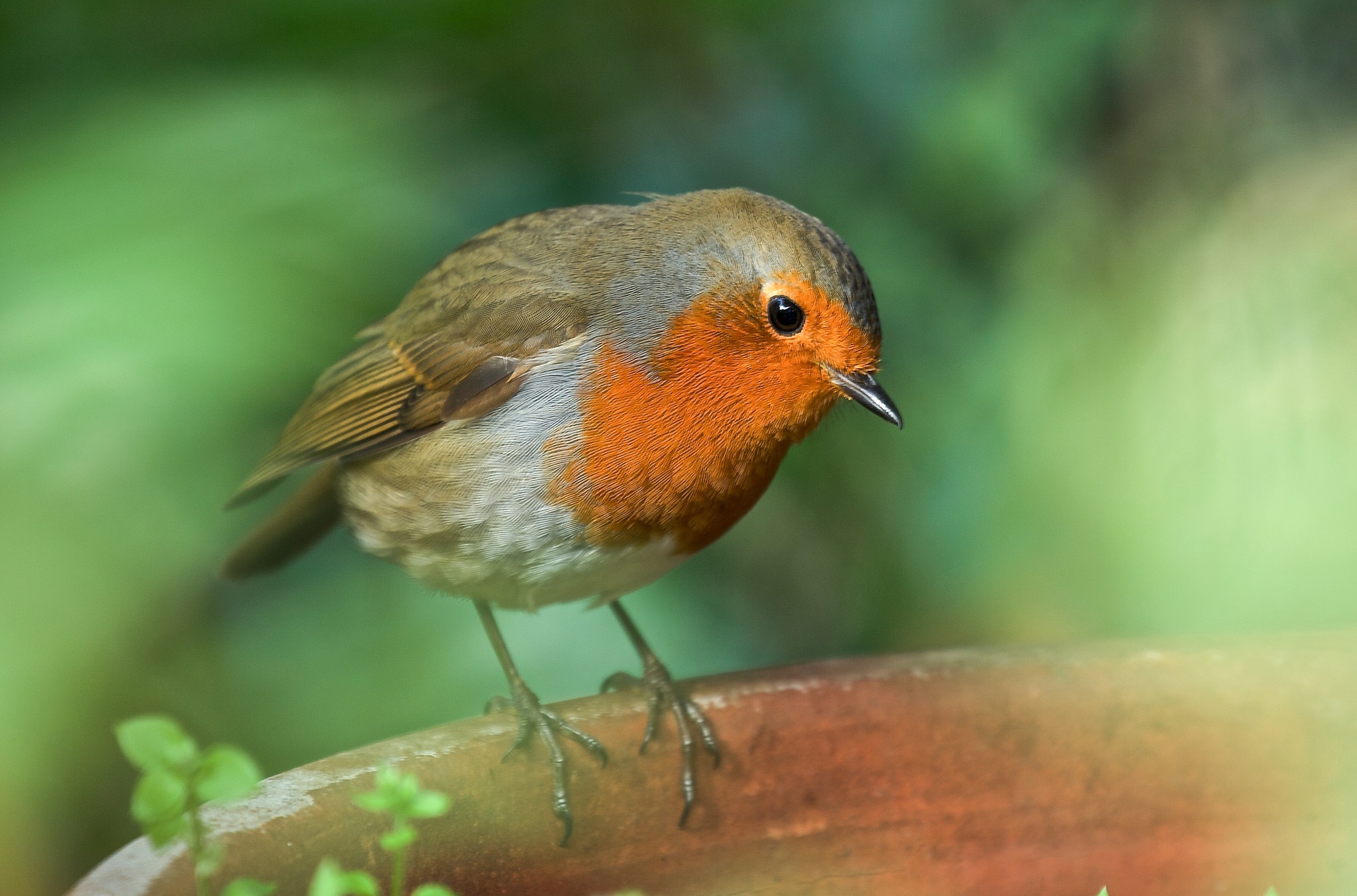 Free download wallpaper Birds, Bird, Animal, Robin, Passerine on your PC desktop