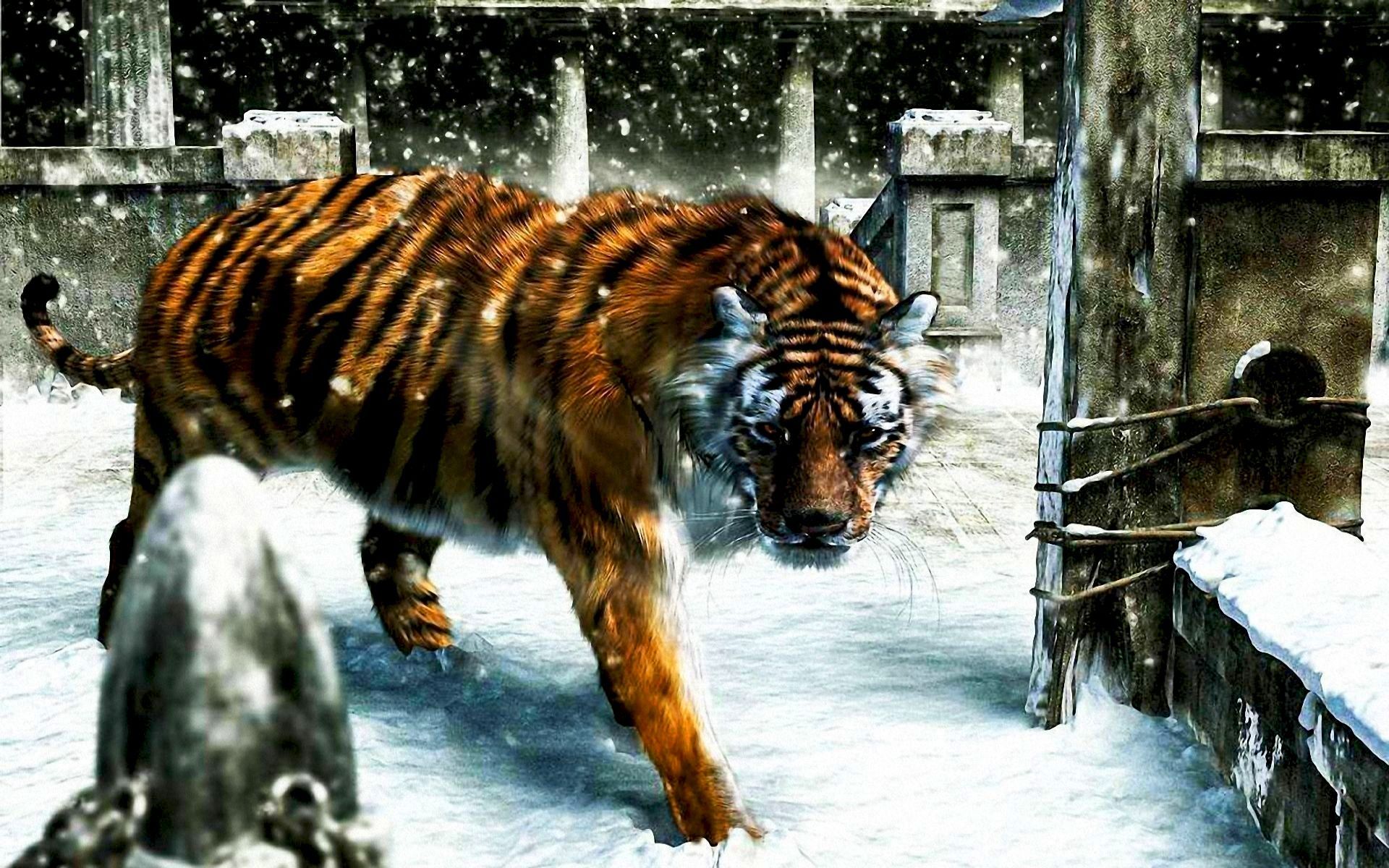 Download PC Wallpaper animals, tigers, pictures