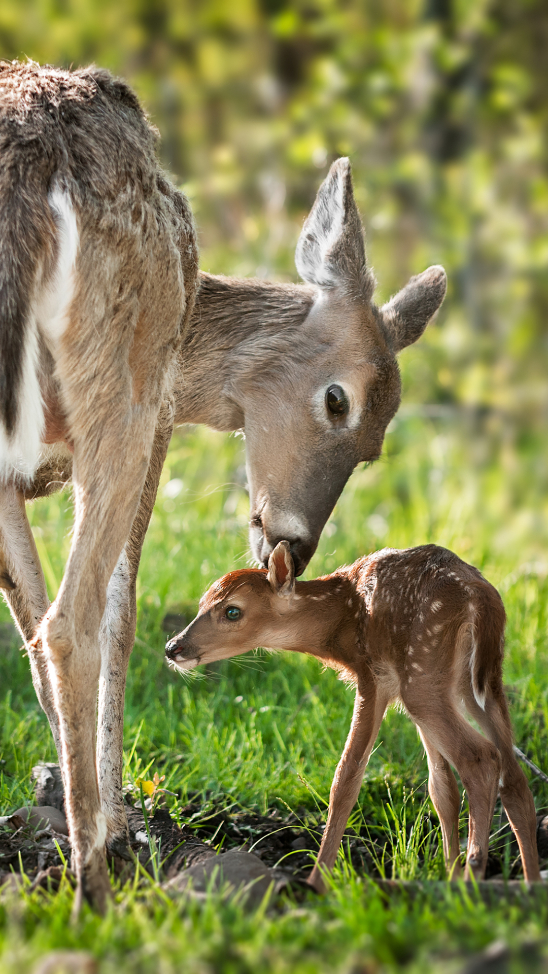 Descarga gratuita de fondo de pantalla para móvil de Animales, Bebe Animal, Venado.