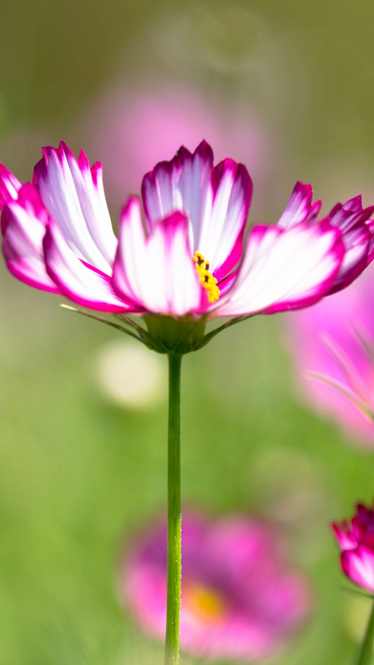 Téléchargez des papiers peints mobile Fleurs, Cosmos, Terre/nature gratuitement.