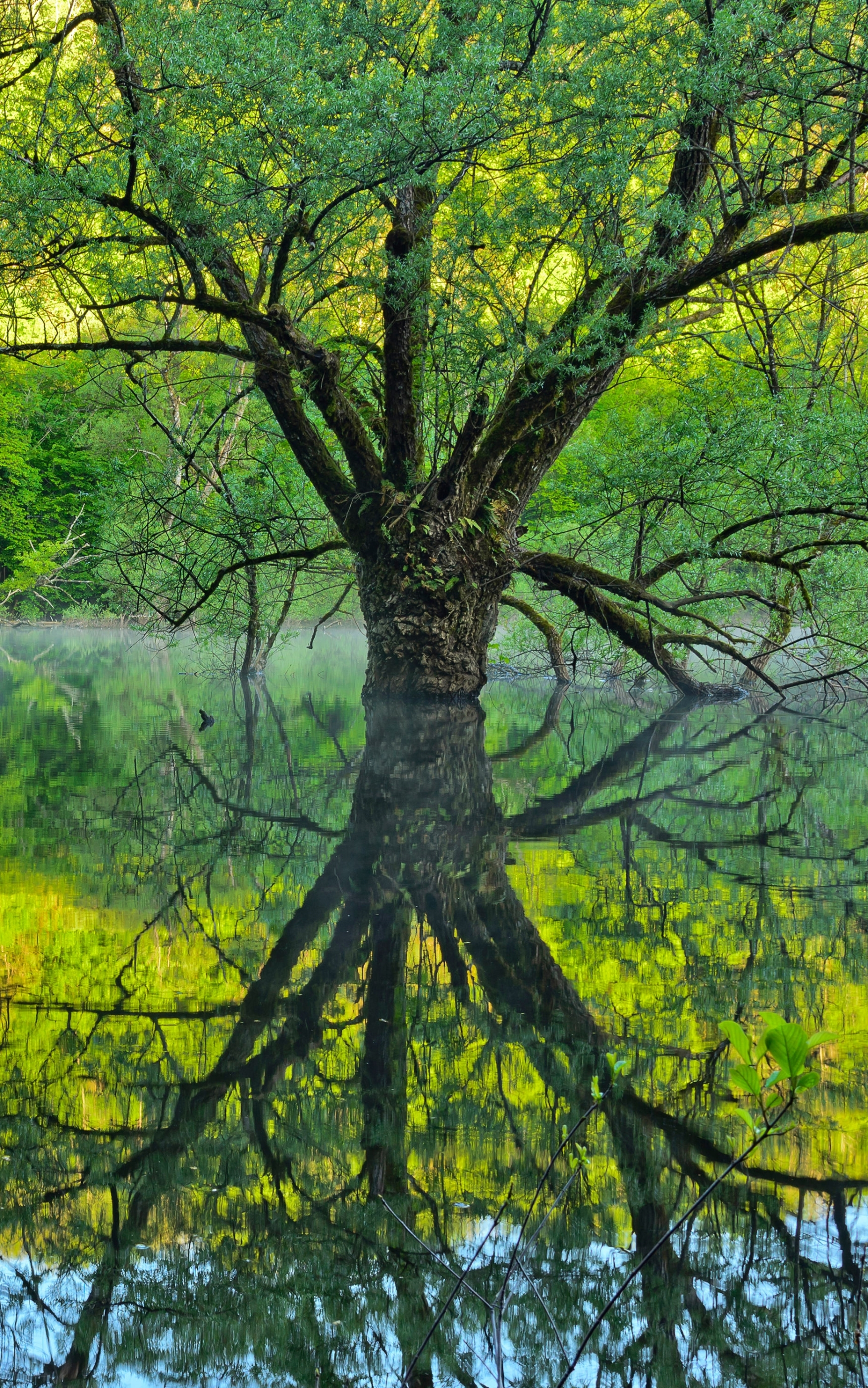 Download mobile wallpaper Reflection, Tree, Earth for free.