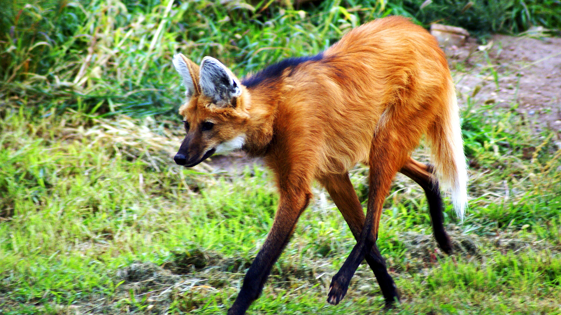 maned wolf, animal