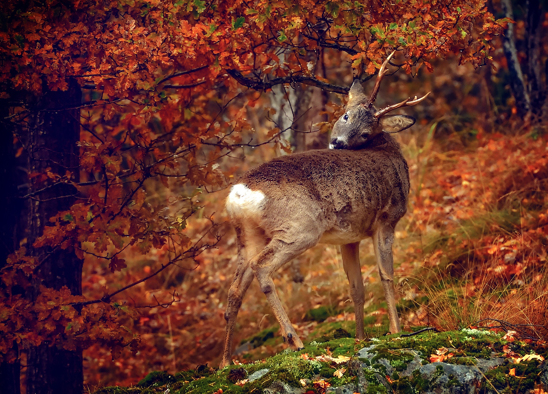 無料モバイル壁紙動物, 秋, 鹿をダウンロードします。