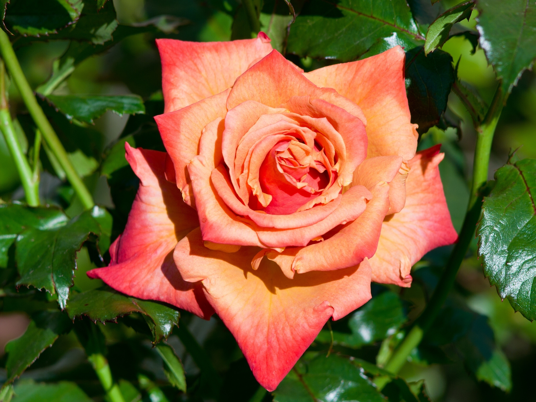 Laden Sie das Blumen, Blume, Makro, Rose, Blütenblatt, Erde/natur-Bild kostenlos auf Ihren PC-Desktop herunter