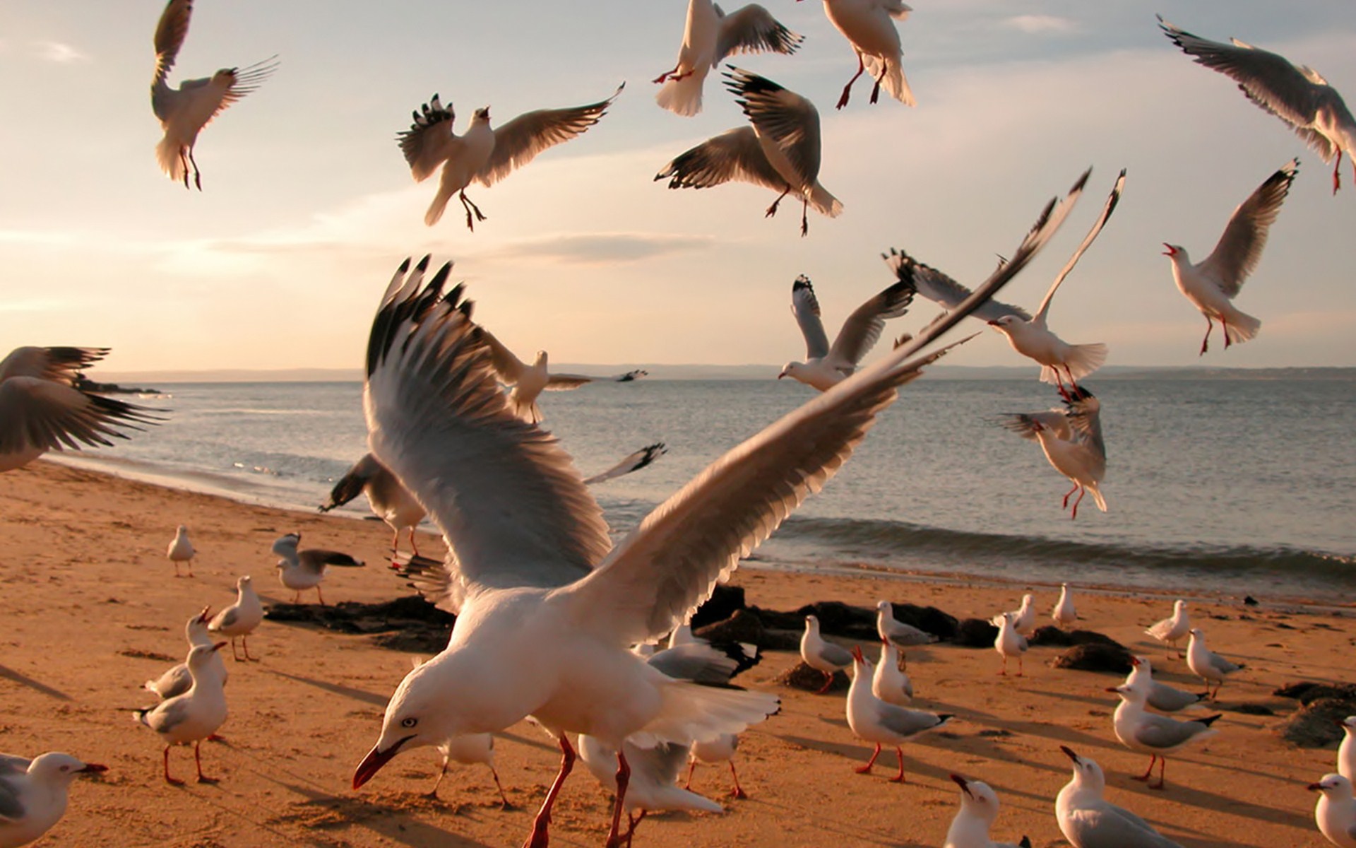 PCデスクトップに動物, 鳥, カモメ画像を無料でダウンロード