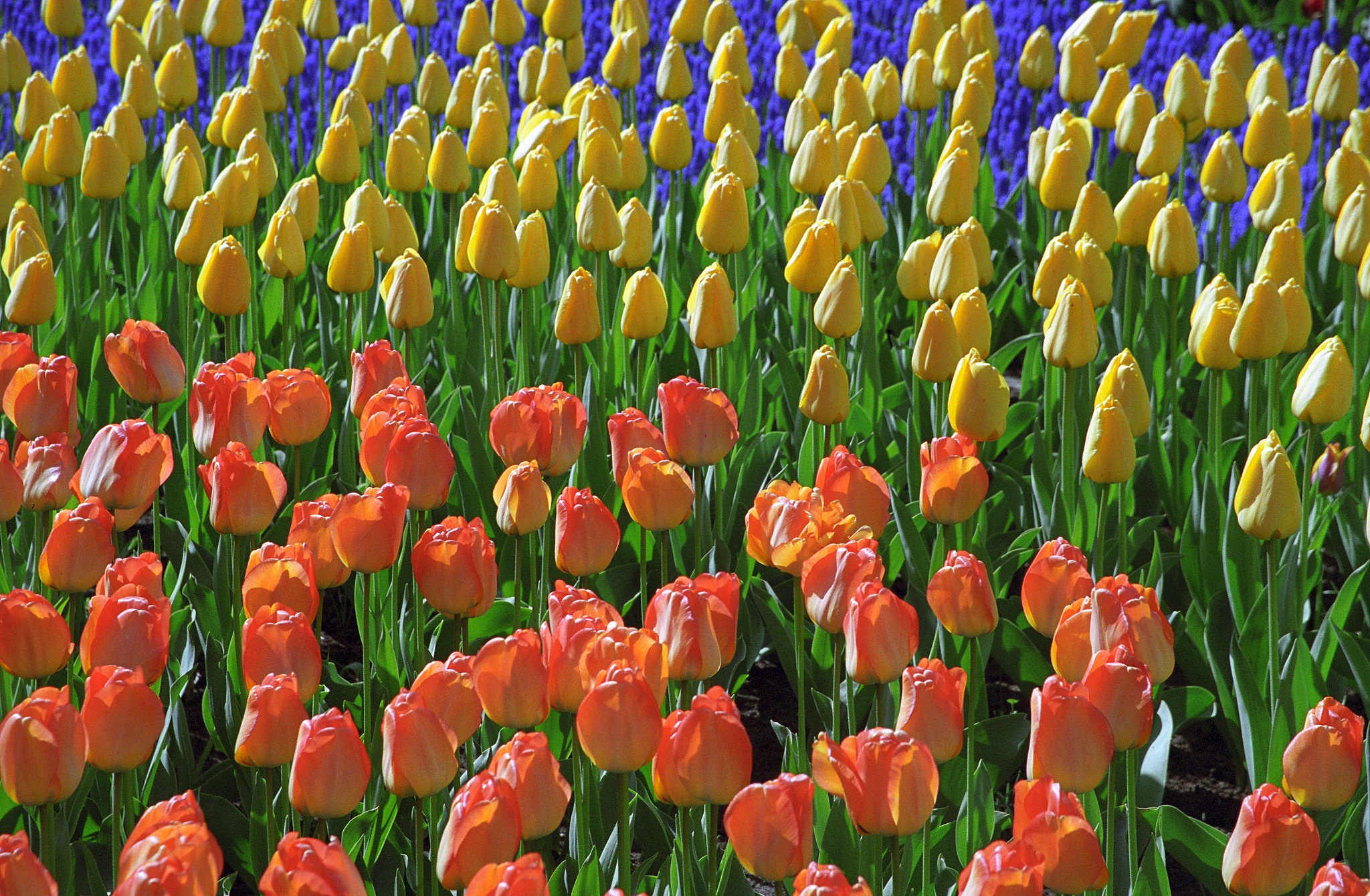 Download mobile wallpaper Flower, Earth, Tulip for free.