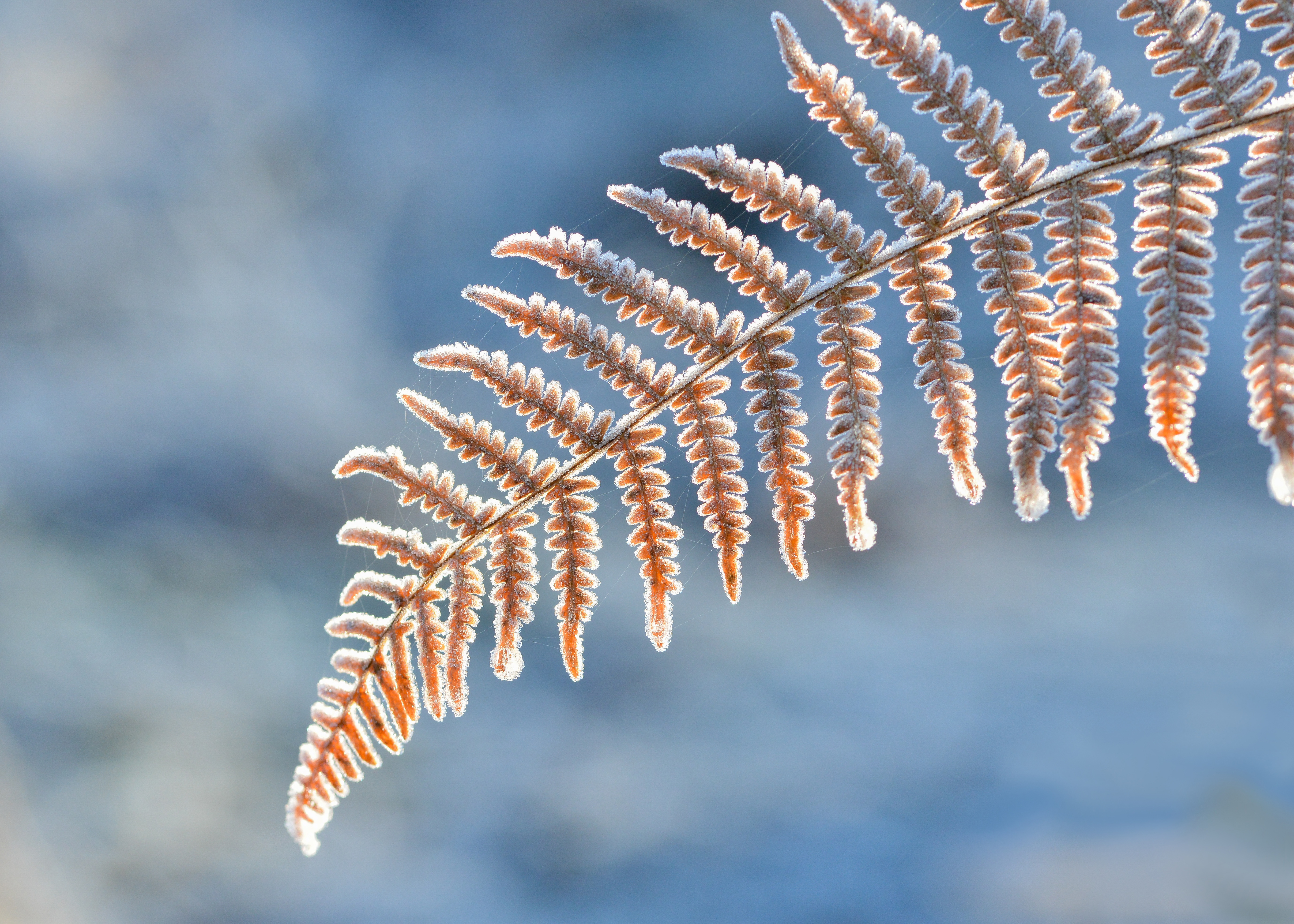 Download mobile wallpaper Nature, Macro, Fern, Earth, Frost for free.