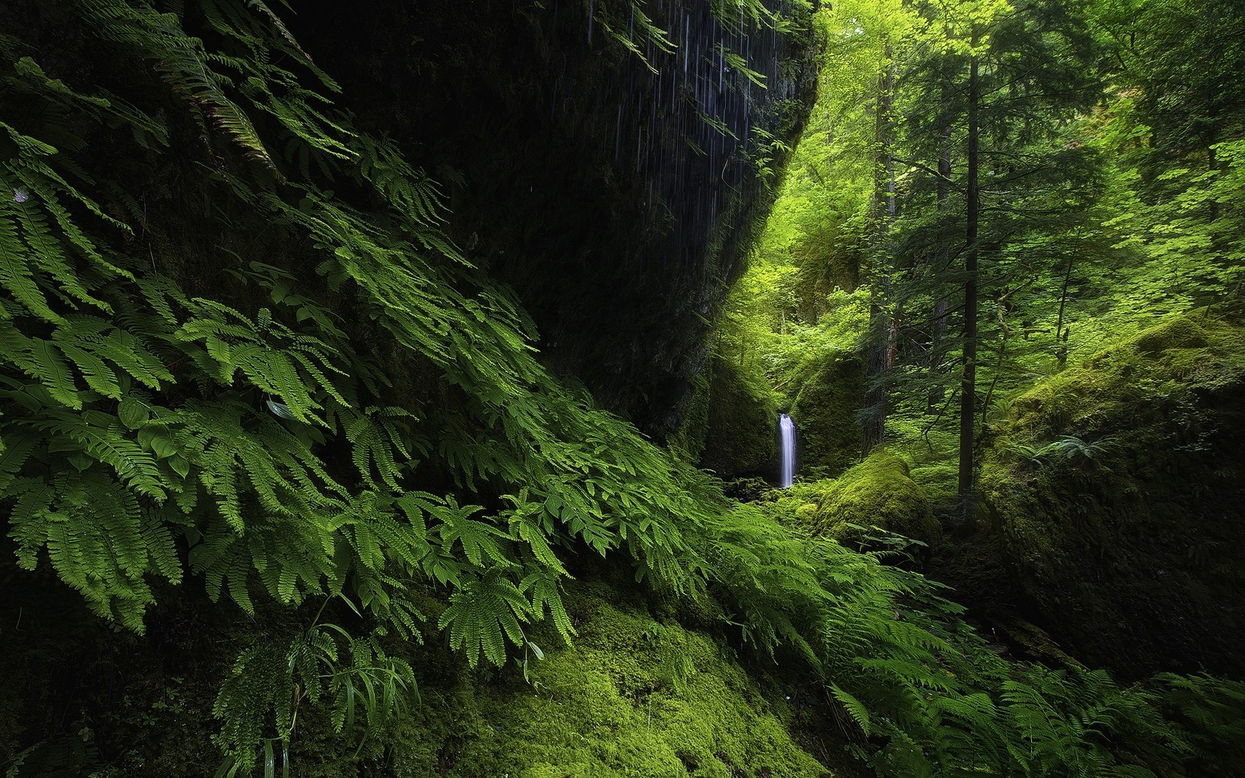 PCデスクトップに木, 滝, シダ, 森, 地球画像を無料でダウンロード